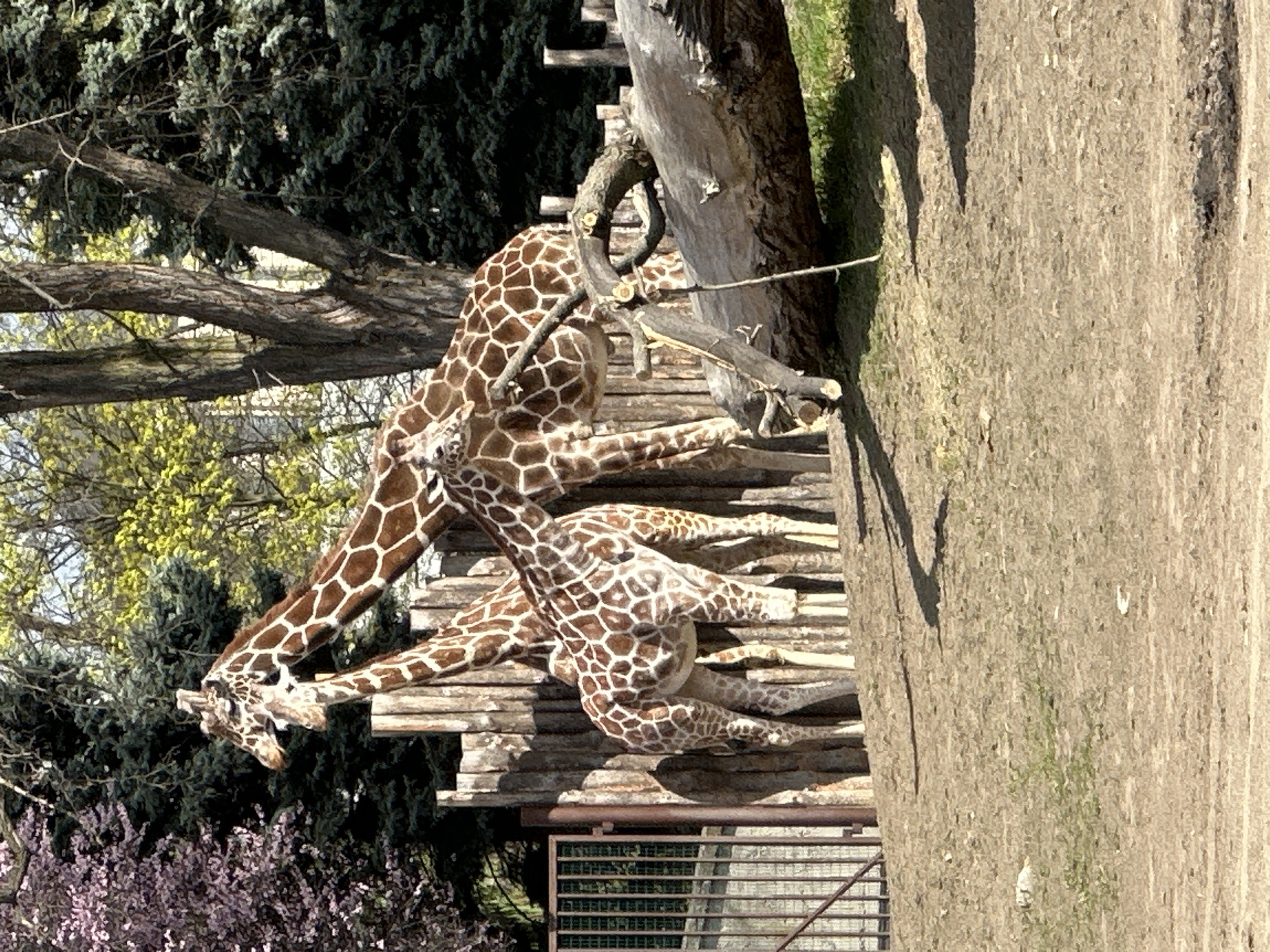 The image depicts two giraffes at the Wrocław Zoo in Poland. They are standing on a wooden platform structure designed to mimic their natural habitat. The giraffes are primarily brown with light brown spots, typical of their species. The background includes trees with green foliage, some appearing to be blooming with purple flowers. A wooden fence and a metal grate are visible near the base of the platform. The environment suggests an outdoor zoo enclosure.