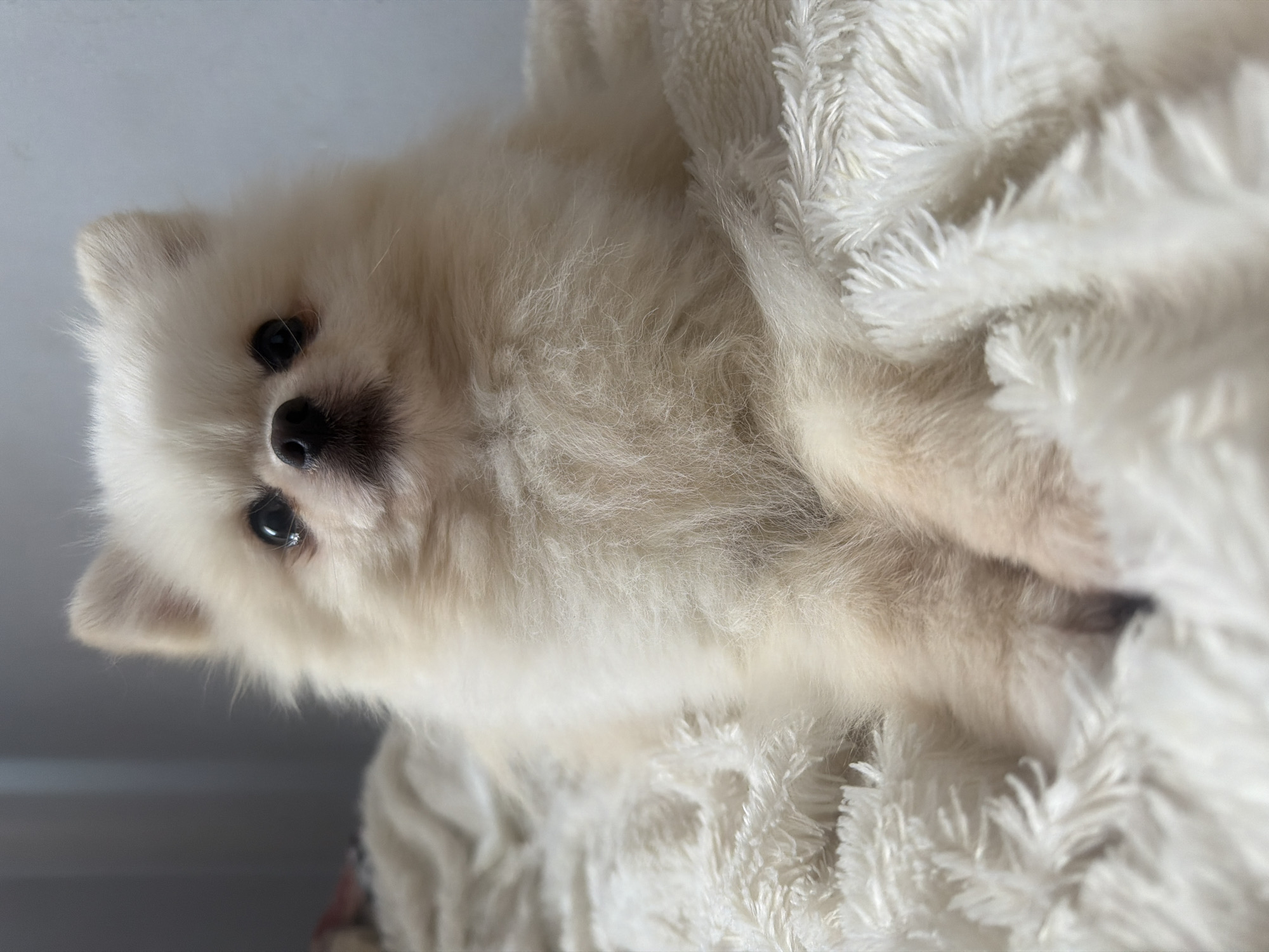 A close-up, eye-level shot shows a white Pomeranian dog lying down on a fluffy white blanket. The dog's fur is predominantly white with some light tan markings on its legs and chest. Its eyes are dark and round, and its nose is black. The dog is looking directly at the camera. The background consists of a plain gray wall and a white wall, with a hint of pink fabric on the left side. The lighting is soft and diffused.