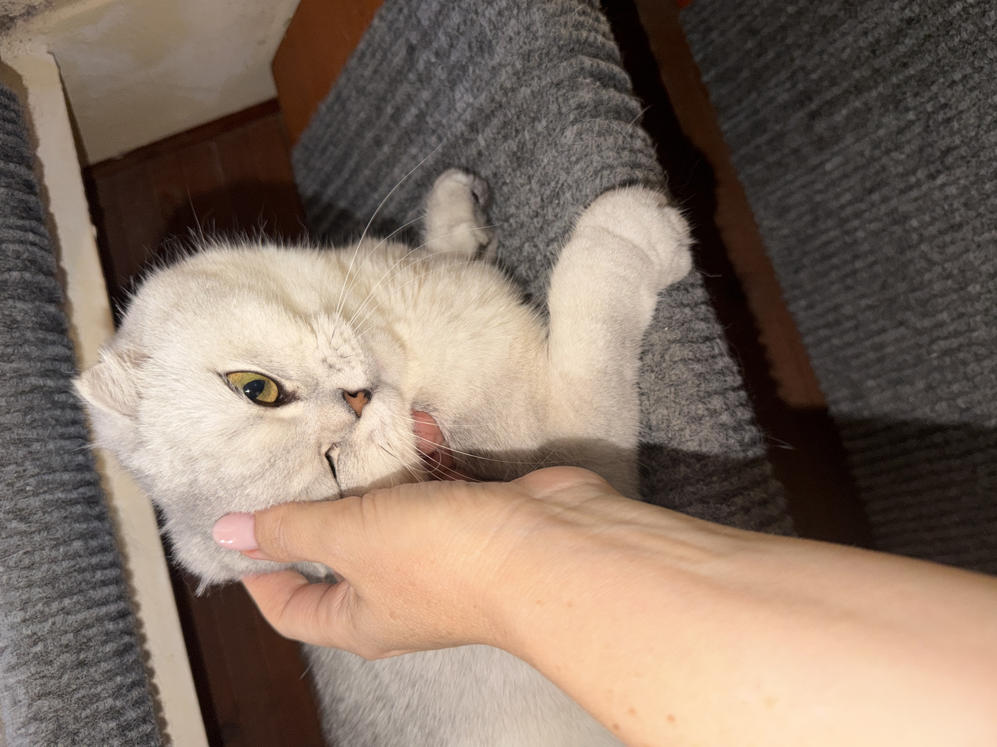 An indoor close-up photograph shows a light-colored, possibly white or silver, cat with yellow eyes. The cat is winking, with one eye partially closed. A person's hand, with neatly manicured nails painted in a light pink color, is gently stroking the cat's head and cheek. The cat is resting on a textured gray surface, which appears to be part of a cat tree or furniture. In the background, there are wooden surfaces and more gray textured material. The lighting suggests an indoor environment, possibly a home. There is no indication of the city of Rome, Italy, or any specific urban location.