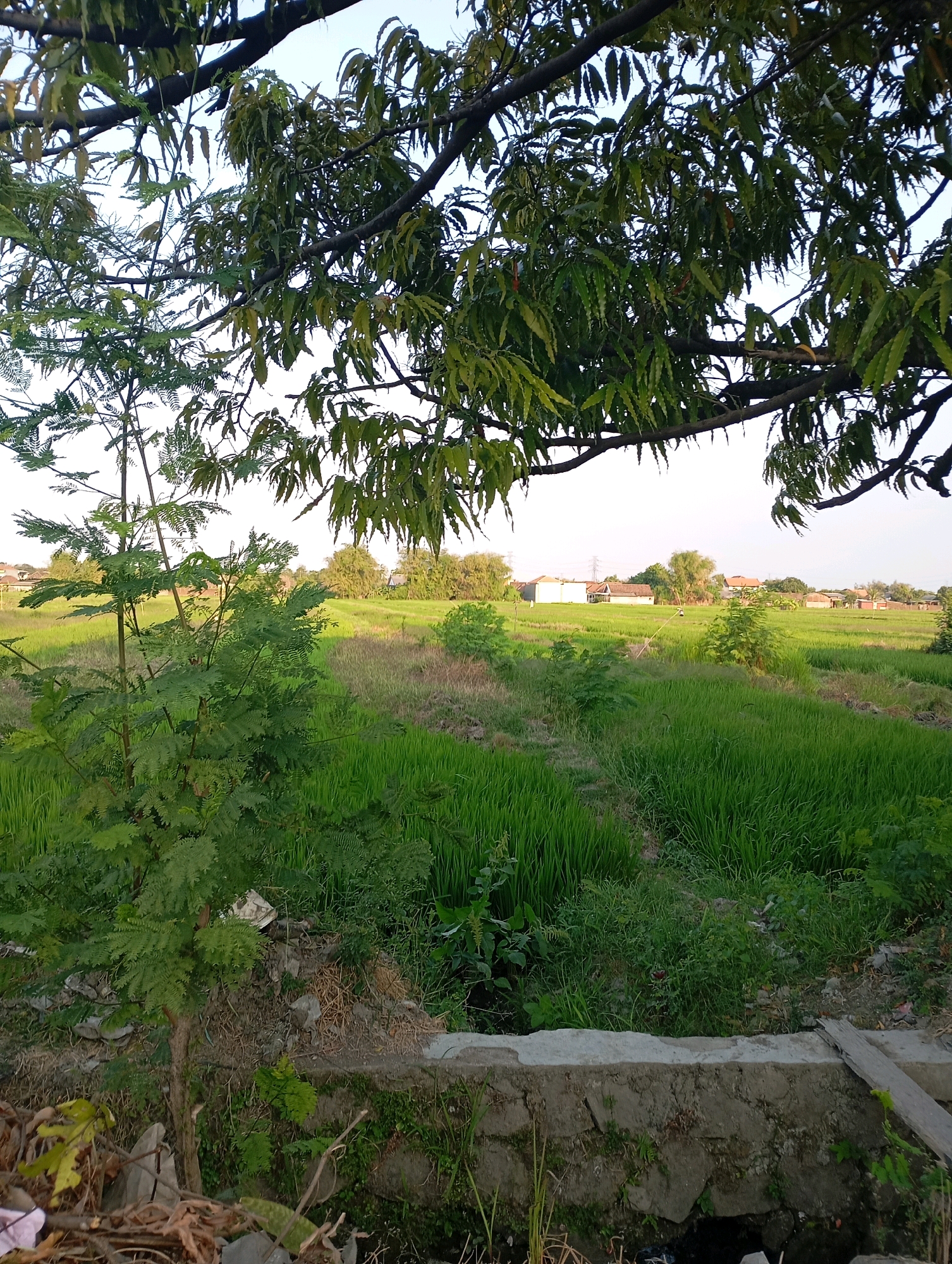 The image captures a serene rural landscape in Kedensari, Indonesia, bathed in the soft light of what appears to be late afternoon or early morning. The foreground is dominated by a lush green rice paddy, its tall stalks swaying gently. A small, leafy tree stands to the left, its delicate branches reaching upwards, partially obscuring a concrete wall and some debris. Beyond the paddy, a line of modest houses and trees forms the horizon, suggesting a small village or settlement. The sky is a pale, clear blue, devoid of clouds. The overall impression is one of tranquility and the simple beauty of agricultural life.