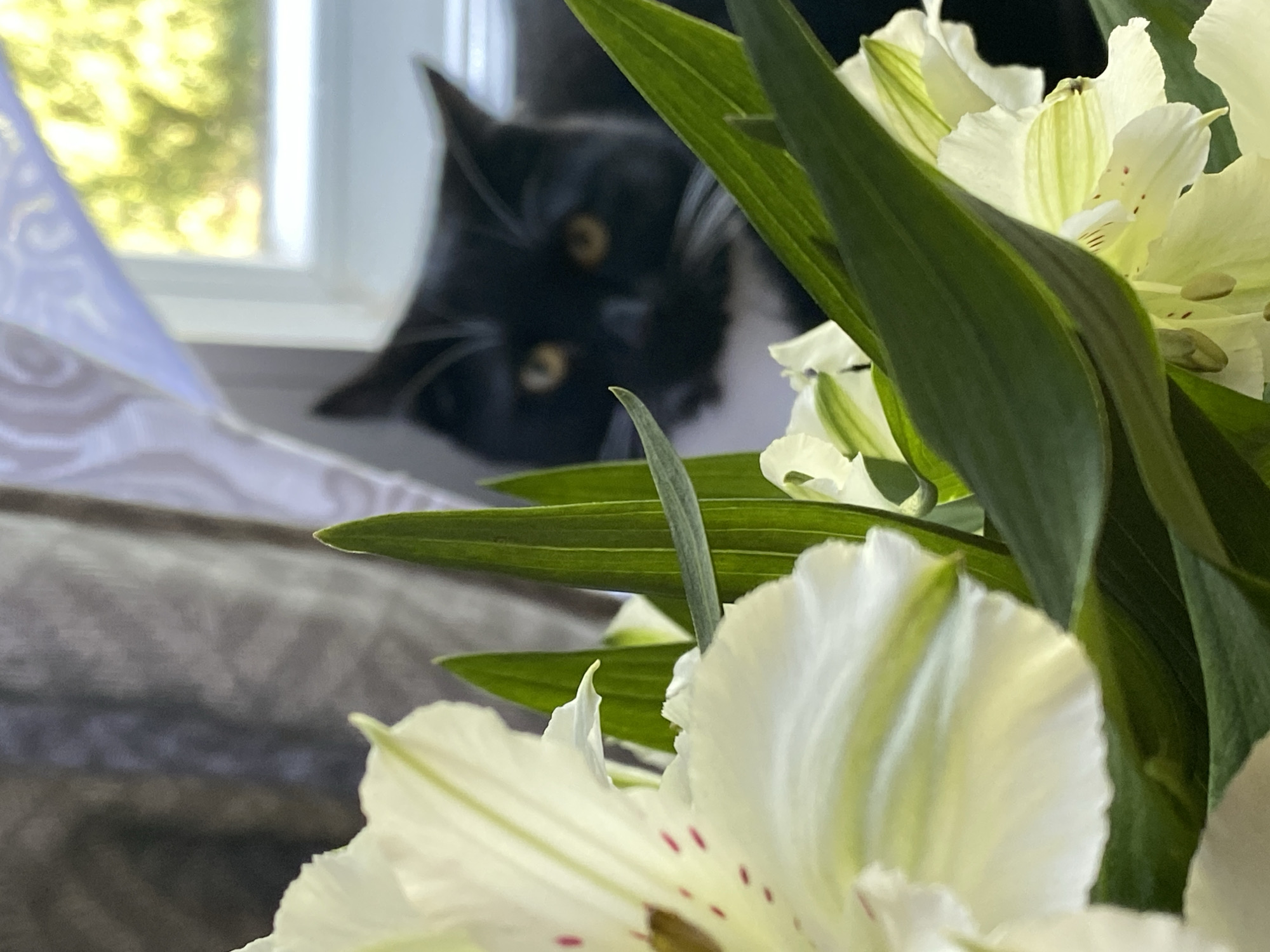 A black and white cat is peeking out from behind a bouquet of white flowers, with green leaves in the foreground. The cat is in focus, with bright yellow eyes and white whiskers. It is sitting in front of a window with natural light filtering through, suggesting it is daytime. The background outside the window appears to be trees with green foliage, indicating a possibly outdoor setting or a view of nature. The overall scene evokes a sense of domestic tranquility and a moment of feline curiosity. No specific location in Chaikovsky, Russia can be identified from the image.