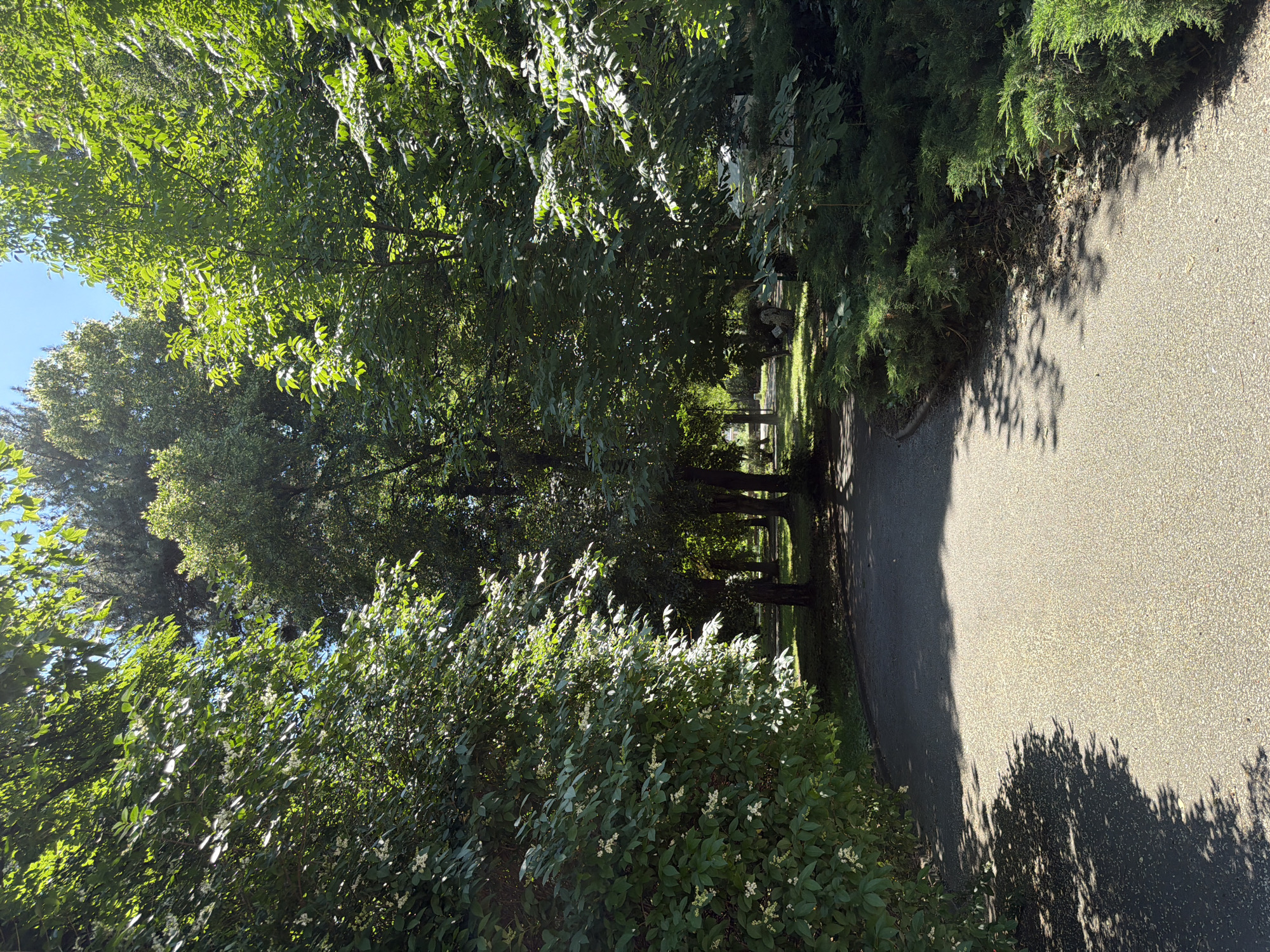 A paved pathway curves through a sun-dappled park in Pazardzhik, Bulgaria. Lush green trees with dense foliage line the path, creating a shaded canopy overhead. Sunlight filters through the leaves, casting dappled shadows on the asphalt. On the right side of the path, manicured evergreen bushes border the walkway. The pathway leads into a more open area of the park where more trees are visible, and the grass is illuminated by sunlight. The scene suggests a serene and tranquil park environment.