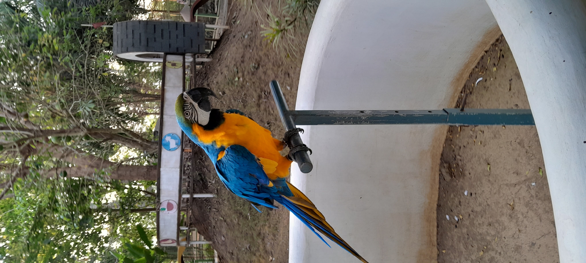 A blue and gold macaw parrot is perched on a metal pole in an outdoor enclosure. The parrot is facing to the right and has its beak slightly open. The enclosure has a white, curved wall and a sandy ground. In the background, there are trees, a wooden fence with animal icons, and a playground structure. The overall scene suggests a bird sanctuary or a zoo exhibit. The specific location is identified as Sleman, Indonesia.