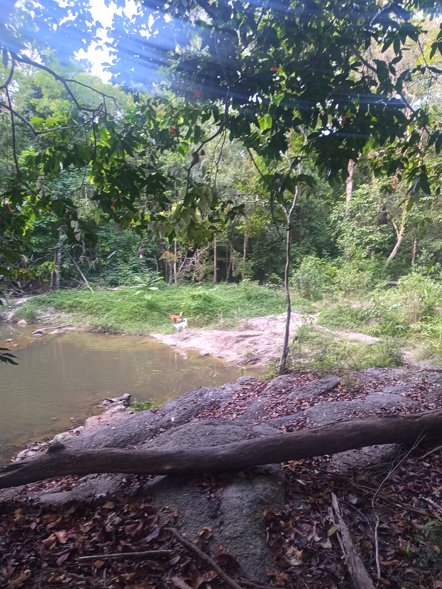 The image depicts a natural scene in Baan Thong Nang, Thailand. A body of water, possibly a pond or slow-moving stream, occupies the left portion of the frame. The water's edge transitions to rocky terrain covered with fallen leaves and a large fallen log. In the background, across the water, there is a grassy area leading into dense forest vegetation. Two dogs are visible near the water's edge in the middle ground. Overhanging branches and leaves frame the upper portion of the image, partially obscuring the sky. The light appears dappled, suggesting it is filtering through the forest canopy.