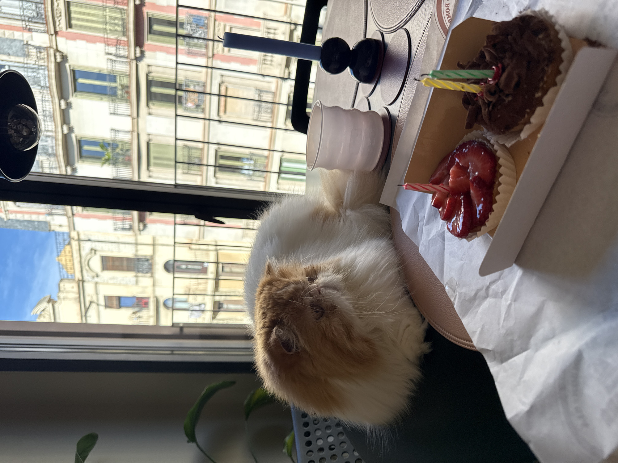 The image depicts a tan and white cat lying on a dark surface next to a small box containing two cupcakes, one with chocolate frosting and the other with sliced strawberries, each adorned with candles. A white cup and a dark candlestick are also on the surface. Outside the window, a view of a building in Barcelona, Spain, is visible. The building has a pale facade with numerous windows and ornate details. A lamp is also visible in the left corner of the image.