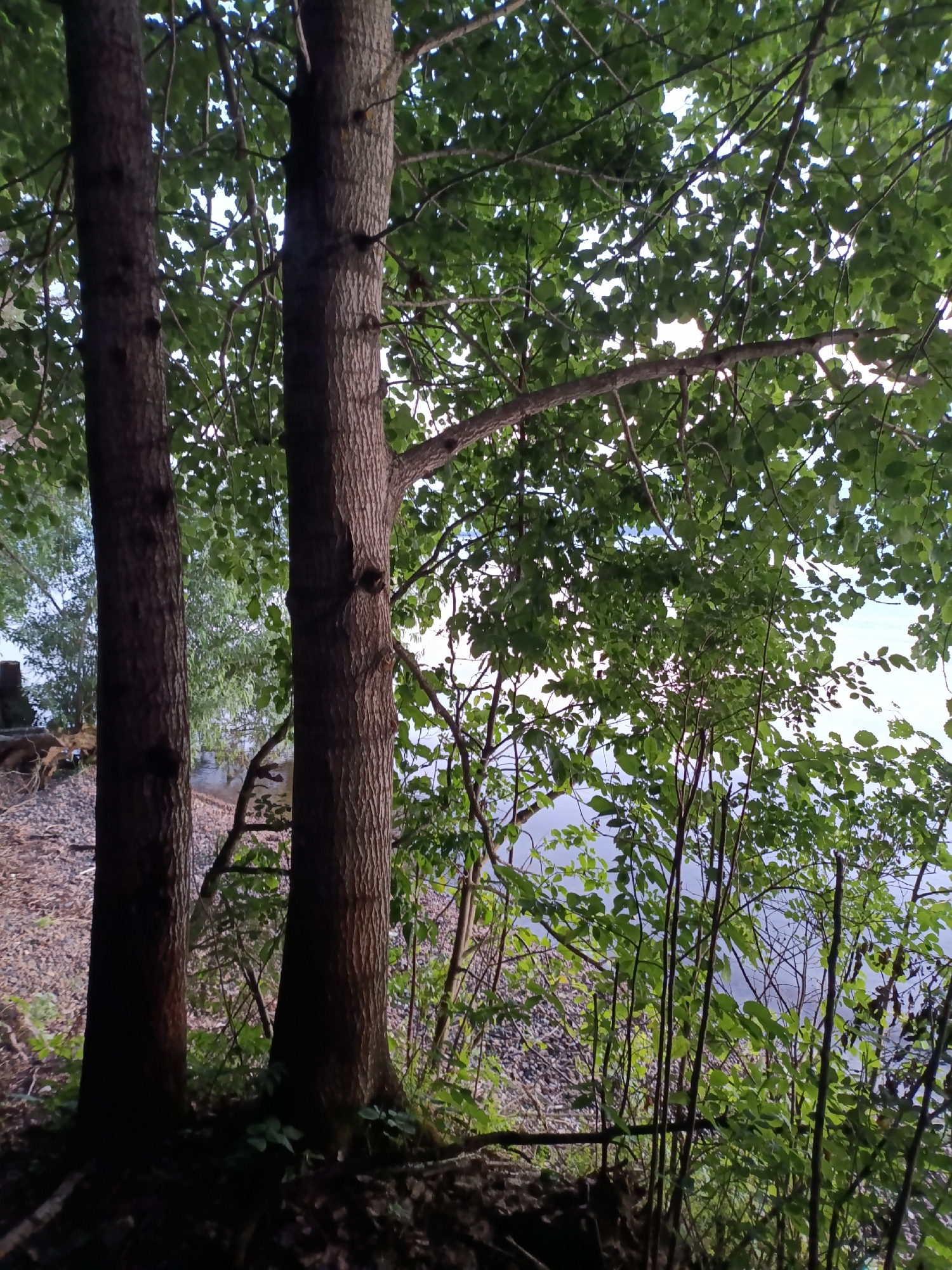 Two mature trees with rough bark stand in the foreground, their trunks silhouetted against a backdrop of green foliage. The trees are positioned close together, with the left trunk appearing slightly wider than the right. Beyond the trees, a body of water is visible, with a shoreline of small stones and pebbles. The water is a muted blue, reflecting the overcast sky. The scene is situated in a natural environment, likely a park or forest, with the water suggesting a lake or river. There are no people or animals visible in the image. The overall impression is one of a tranquil, natural setting. The location is specified as Горы, Russia.