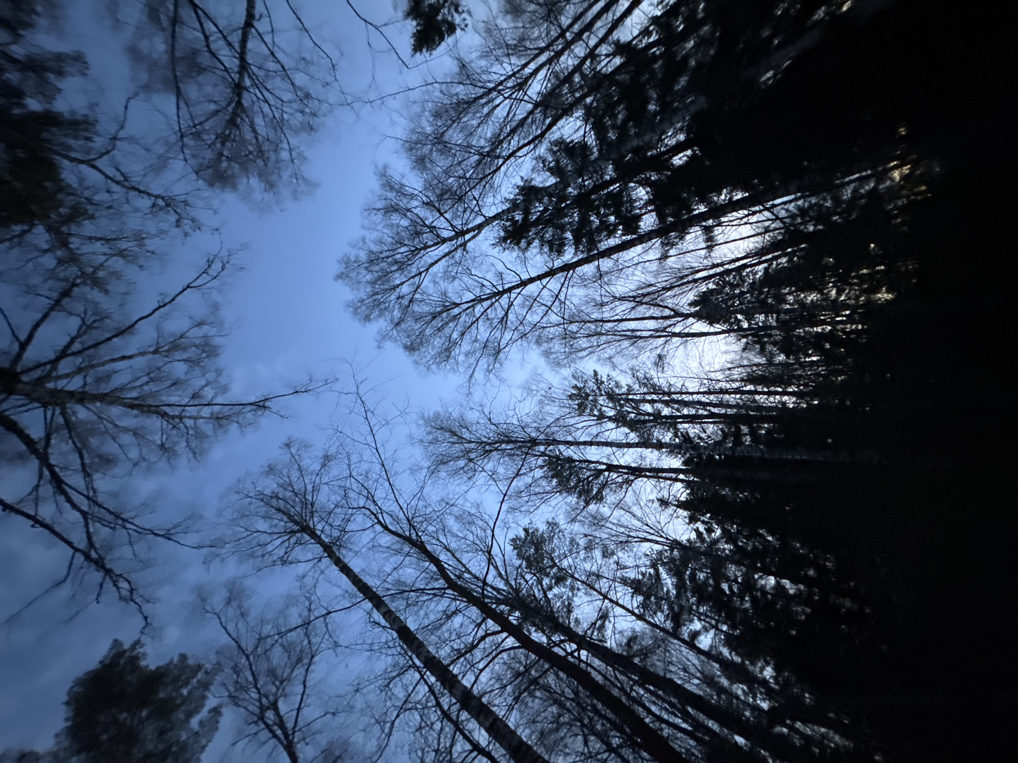 A low-angle view looking up through tree branches towards a blue-grey sky. The tree branches are mostly bare, and some are dark silhouettes. The photo was taken in Vassyata, Russia.