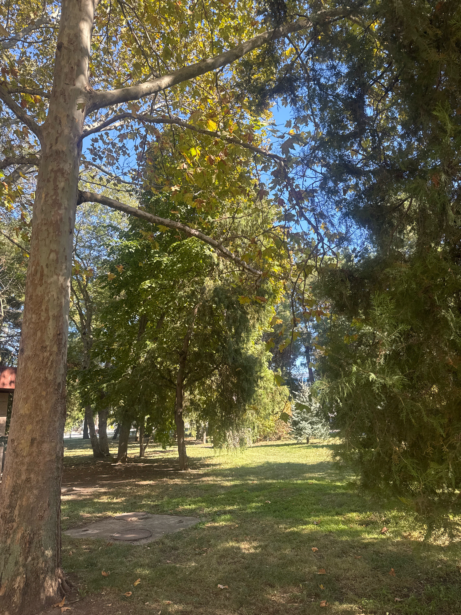 The image depicts a park scene in Anapa, Russia, on a sunny day. A large sycamore tree dominates the foreground on the left, its textured bark clearly visible. To the right, the dense foliage of a conifer tree frames the view. Beyond these, a grassy lawn stretches out, dappled with sunlight and shadows cast by a variety of deciduous and evergreen trees in the middle and background. Some leaves have fallen on the grass, suggesting it may be autumn. In the middle ground, a circular concrete structure with two circular metal manhole covers is visible on the lawn. The sky above is a clear blue. No people are present in the scene.
