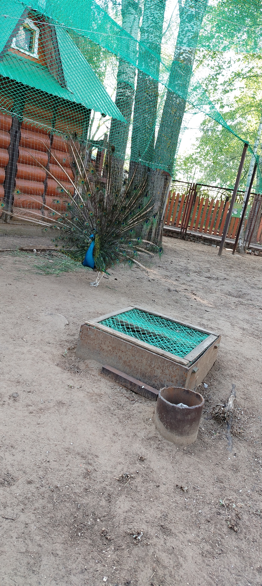 The image depicts a peacock displaying its plumage in an enclosure. The peacock stands on sandy ground near a metal structure covered in green netting. Behind the peacock is a log cabin-style building covered with netting, along with three birch trees. A section of wooden fence is visible on the right. In the foreground, there's a metal pipe section laying on the ground. The location is identified as the city of Chaikovsky, Russia.