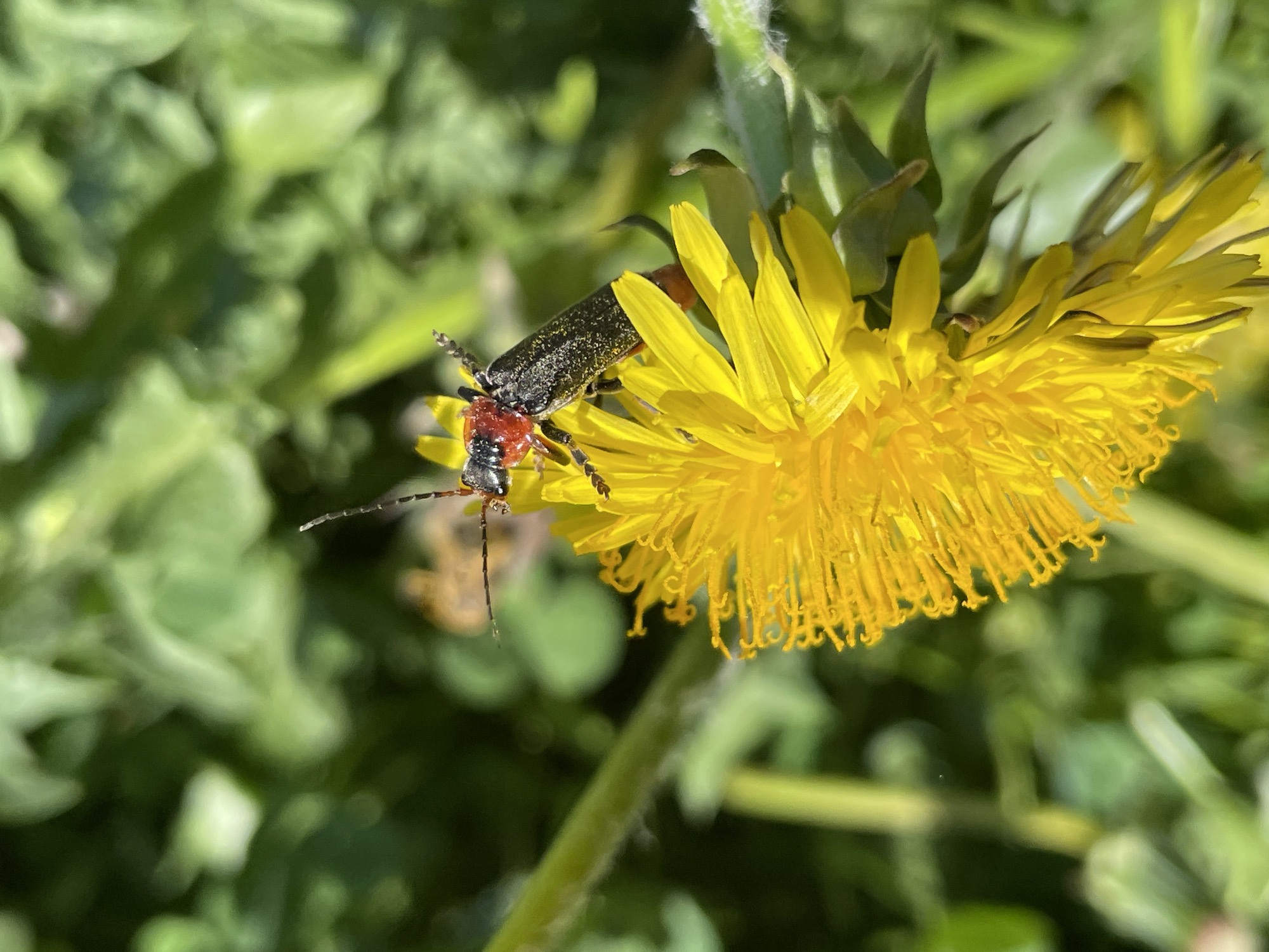 A close-up shot displays a black and red beetle atop a bright yellow dandelion flower, set against a background of lush green foliage. The beetle has long antennae and appears to be feeding on the flower. The setting is outdoors, likely in a garden or field. There is no visual information in the image to suggest this is in the city of Izhevsk, Russia.
