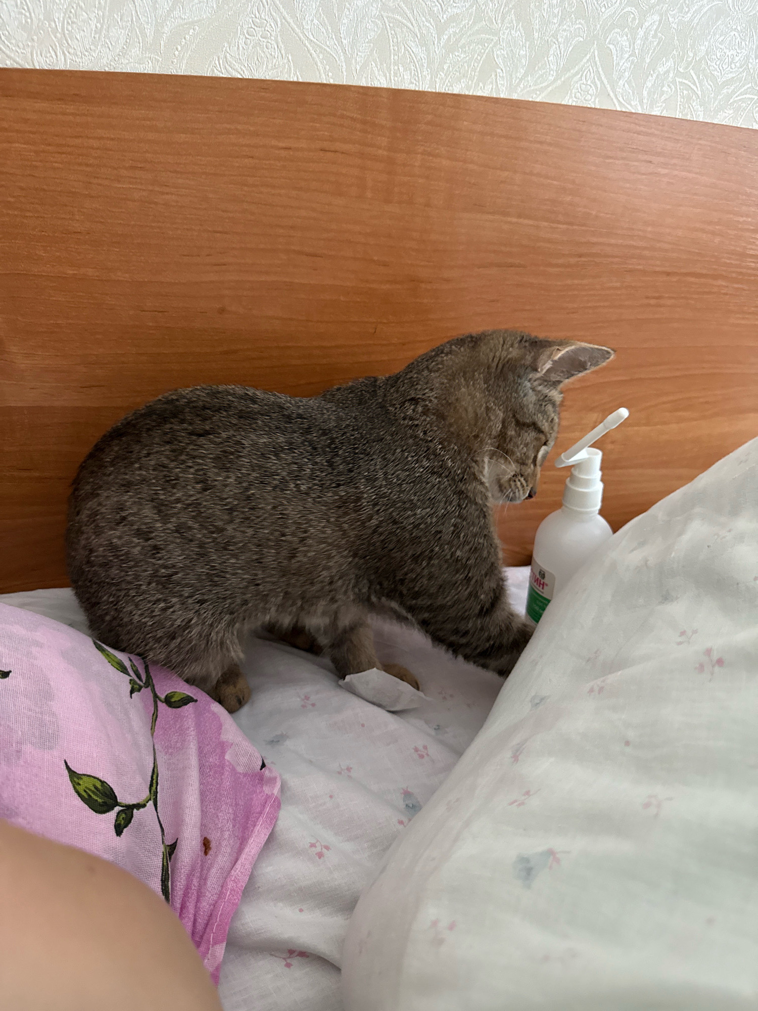A brown tabby cat is standing on a bed in a bedroom. The cat is facing to the right, looking at a white bottle with a pump dispenser. The cat's tail is up. The bed is covered with a white sheet with a subtle floral pattern. To the left of the cat is a pink pillow with a floral pattern. Behind the bed is a wooden headboard. The wall above the headboard is covered with textured wallpaper. A person's arm is visible in the lower left corner of the image, suggesting the photo was taken by someone lying on the bed. The scene appears to be in an indoor residential setting. The location of Zavolzhye, Russia is not discernible from the image itself.