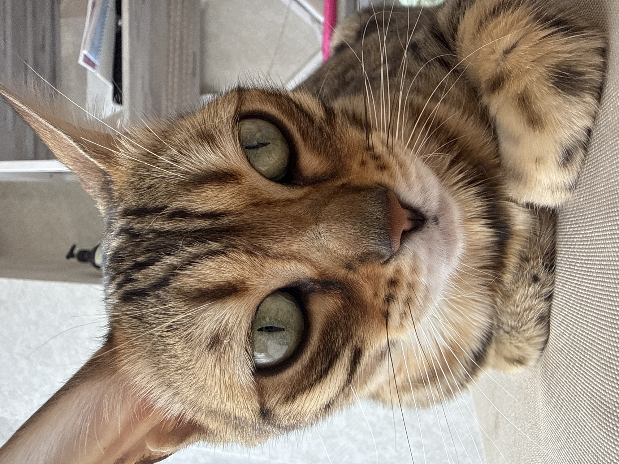 The image shows a close-up of a Bengal cat's face. The cat has green eyes and a patterned coat of brown and black stripes. Its ears are pointed, and it has long white whiskers. The cat is resting, with its paws crossed in front of it. The background is blurred and appears to be indoors, with some shelves and objects visible. The lighting is soft and natural.