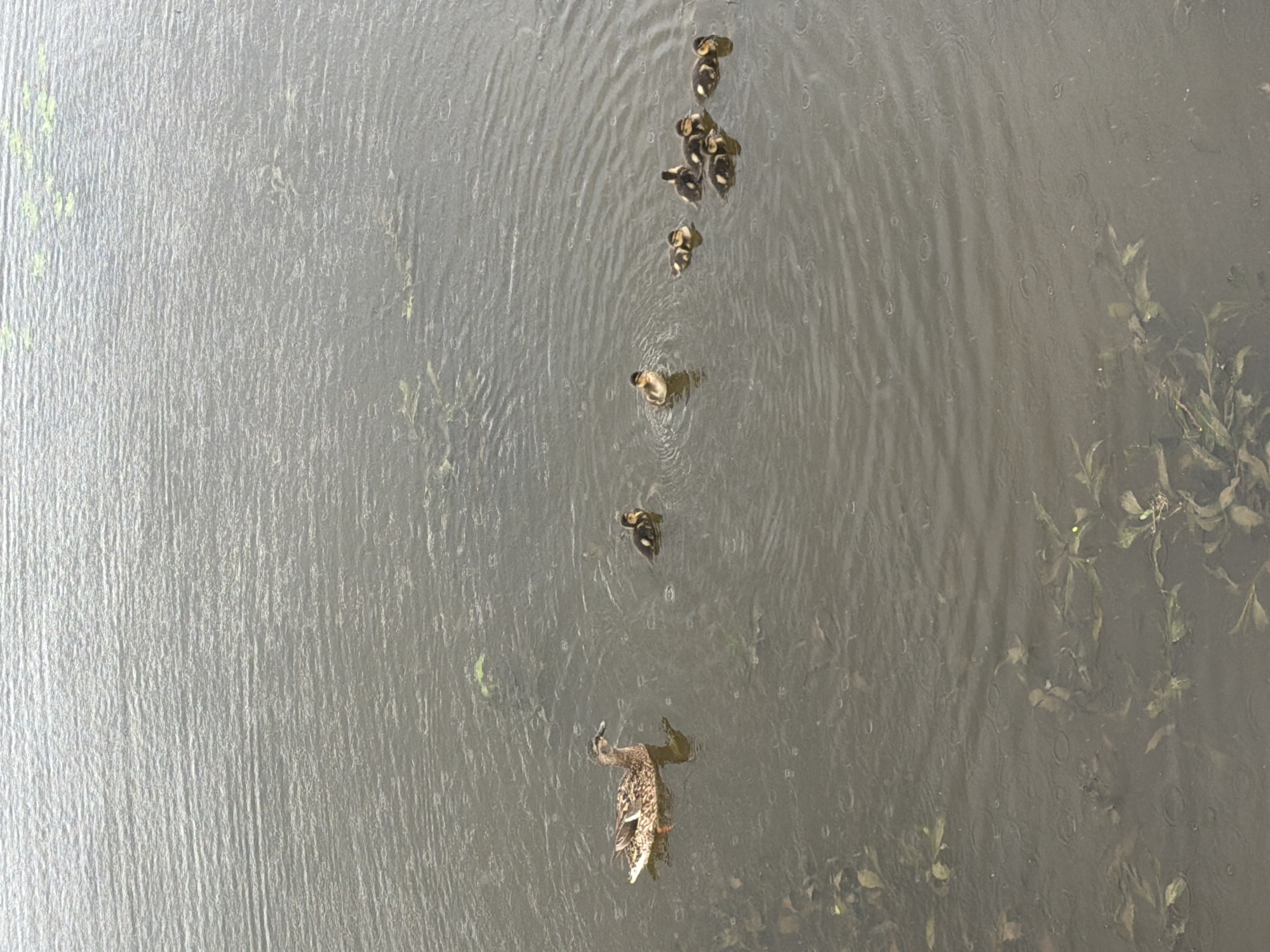 The image shows a body of water, possibly a pond or lake, with a mother duck and a line of ducklings swimming. The water is rippled, suggesting a light rain or wind. Aquatic plants are visible near the edges of the water. It is unknown if this photo was taken in Votkinsk, Russia.