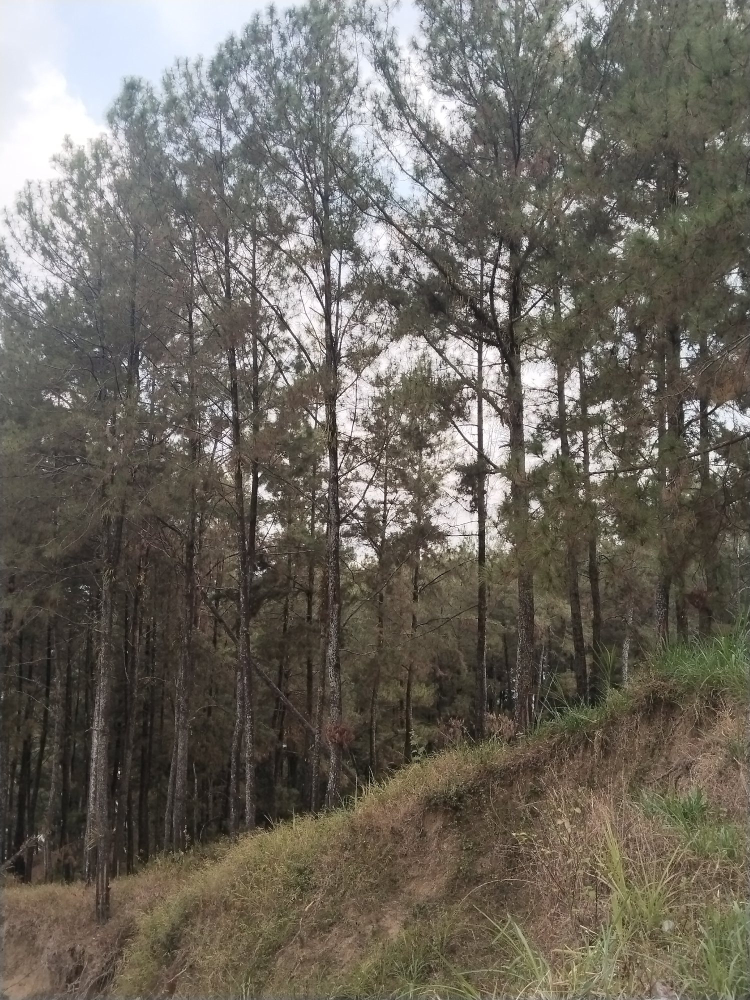 The image depicts a dense forest of tall pine trees, their trunks thin and numerous, creating a shaded canopy. The foreground features a sloped embankment covered with dry, golden grass and some scattered green vegetation, indicating a natural, possibly uncultivated area. The sky above is overcast with light gray clouds. The scene is set in Sokatengah, Indonesia, suggesting a rural or natural landscape within that region. There are no people or animals visible in the image, and the environment appears undisturbed.