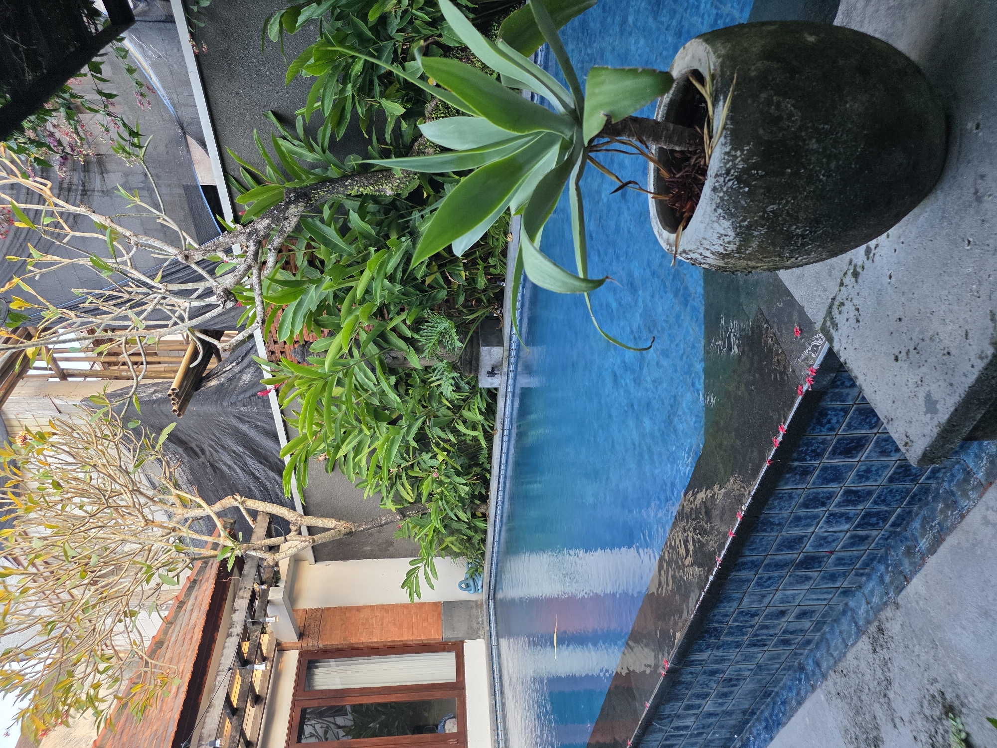 The image captures a serene pool scene in North Kuta, Indonesia. The pool's blue water reflects the sky, bordered by dark tiles with small pink flower petals scattered along the edge. A large potted agave plant sits on the stone coping, its leaves cascading towards the water. Lush green foliage lines the pool's edge, contrasting with the exposed branches of a Frangipani tree. A building with a tiled roof and wooden framed windows is visible, suggesting a villa or guesthouse setting. A dark mesh screen is partially visible above the building. The scene evokes a sense of tropical tranquility.