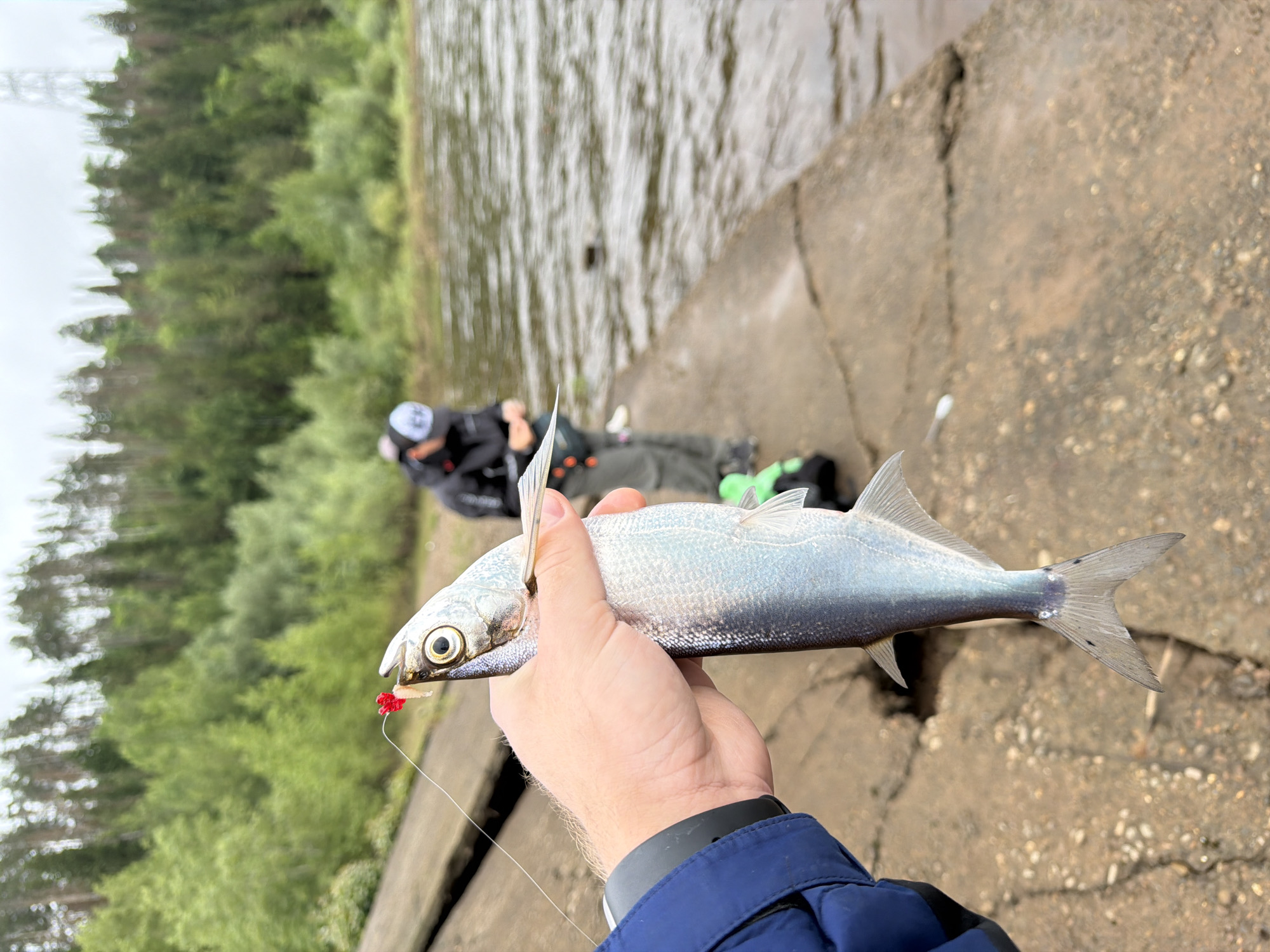 This image depicts an outdoor fishing scene along a concrete embankment in Chaikovsky, Russia. In the immediate foreground, a person's left arm, wearing a dark blue jacket and a black smartwatch on the wrist, extends from the lower left, holding a single, silvery-grey fish vertically by its midsection. The fish, approximately 30 cm in length, possesses fine scales, prominent eyes, and a forked caudal fin with a few small dark spots near its base. A thin white fishing line is visible, attached to a small red lure or jig embedded in the fish's mouth.
The person holding the fish stands on a rough, cracked concrete surface that forms an embankment. Adjacent to this structure is a body of water, exhibiting ripples on its surface. In the midground, further along the concrete embankment to the right, a second, out-of-focus individual is visible. This person wears a dark jacket and a light-colored baseball cap and appears to be standing or bending near the water's edge, possibly engaged in fishing-related activity. A green bag or object is partially visible on the concrete near their feet.
The background consists of a dense, multi-layered forest of primarily green deciduous and coniferous trees, covering a distant hillside under an overcast sky. A blurred power line tower is faintly discernible above the treeline in the upper right portion of the background. The lighting is diffused, indicating a cloudy day.