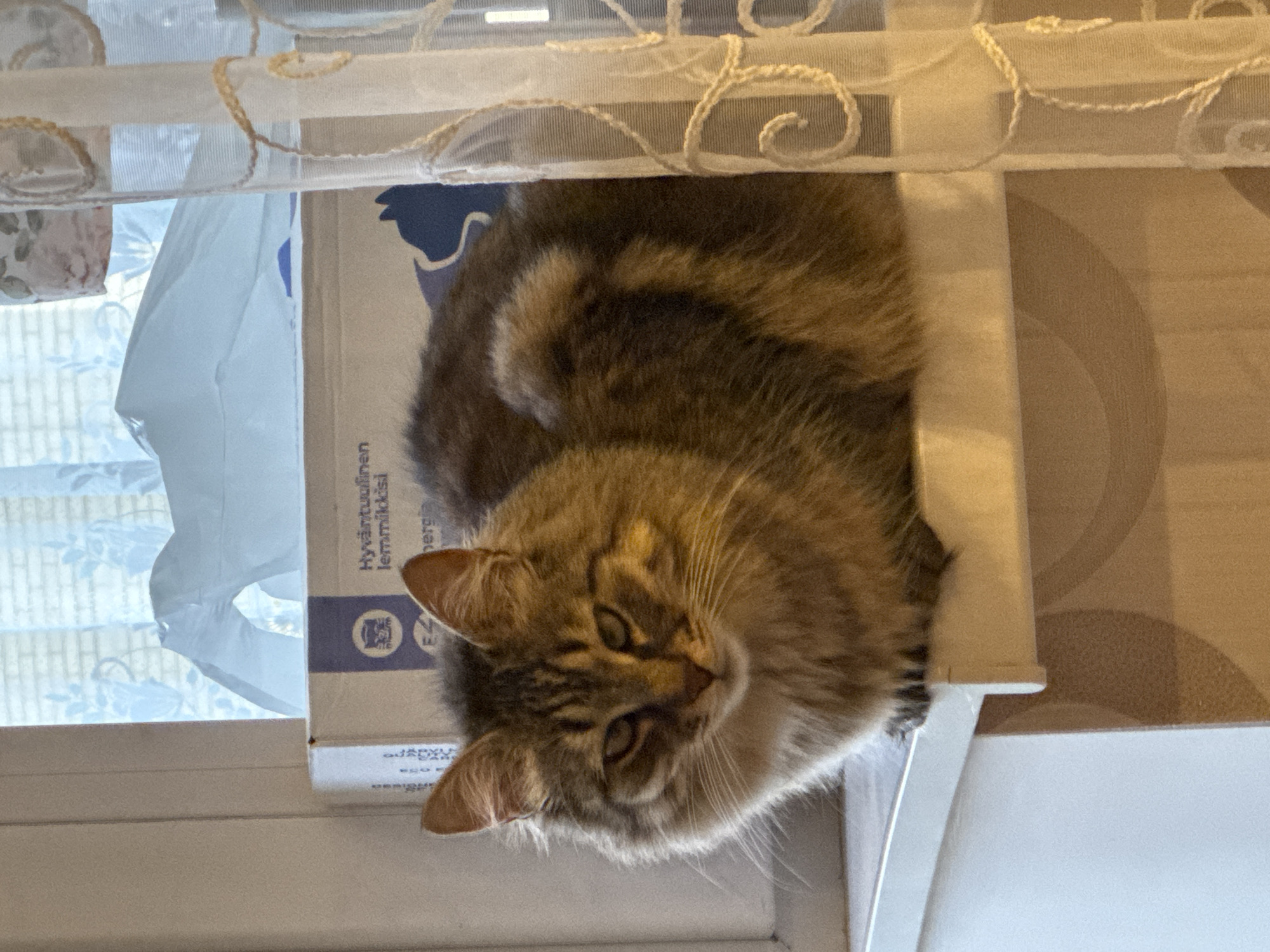 A medium shot captures a long-haired cat with brown and gray tabby markings resting on a white surface. The cat is positioned horizontally, with its head tilted downwards and to the right, its eyes partially closed. Its fur appears soft and fluffy.
The cat is situated on top of a white box with blue lettering. Part of the text on the box is visible, reading "Hyväntuulinen lemmikkisi" and "ez".
Behind the cat, a white curtain with delicate, ornate embroidery runs across the top of the frame. To the left of the cat, a sheer curtain with a floral pattern is visible, allowing diffused light to enter. The background consists of a light brown wall with a subtle circular pattern.
The lighting suggests it is daytime, with natural light filtering through the curtains. The overall scene evokes a sense of domestic comfort and relaxation, with the cat appearing content and at ease in its environment. The setting seems to be indoors, possibly near a window. No weather or specific time of day details are apparent beyond natural daylight. The location context of Sinyavino, Russia, is provided but not visually evident in the image itself.