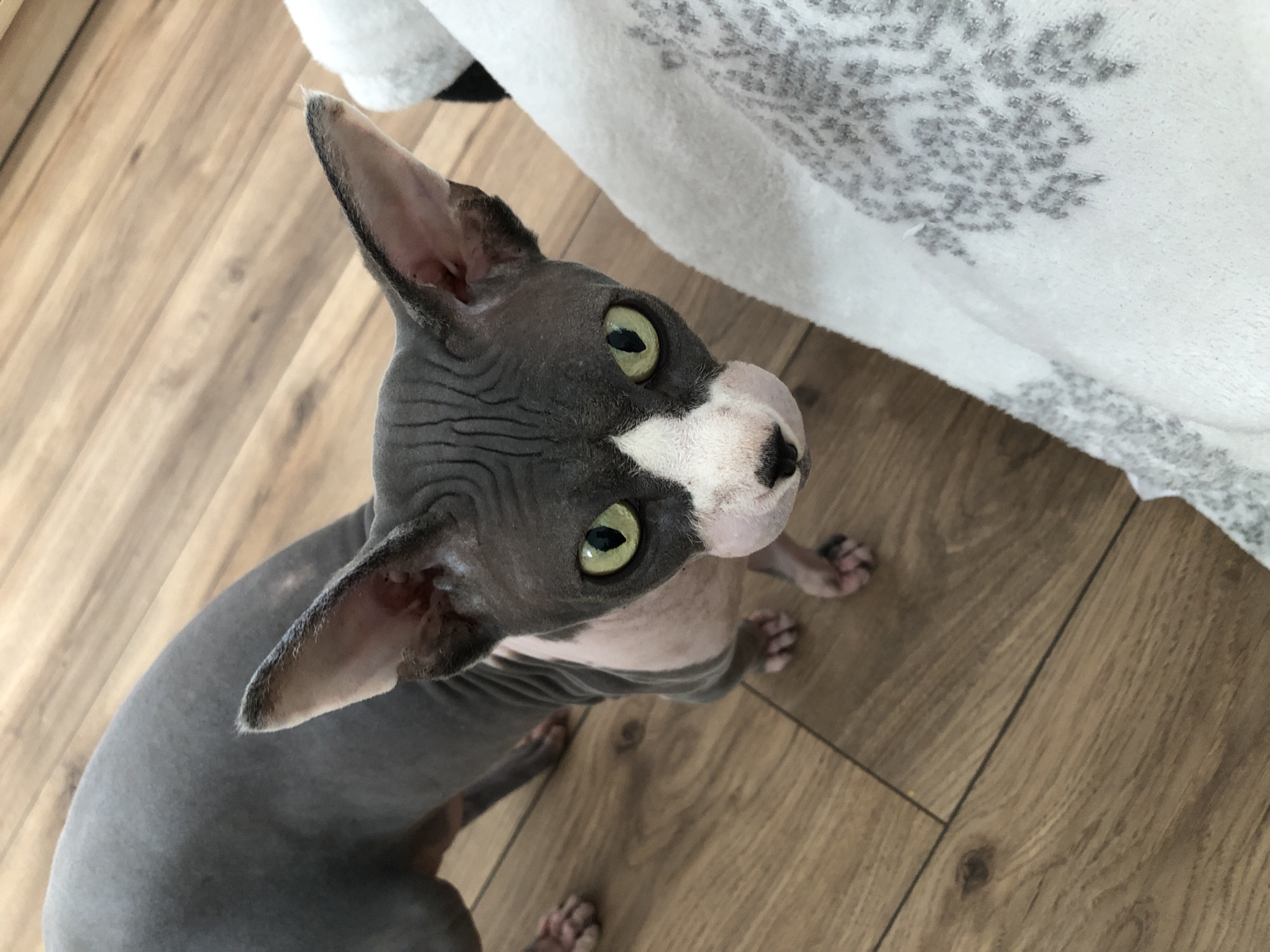 A high-angle, medium shot shows a grey and white Sphynx cat standing on a wooden floor and looking up at the camera. The cat's skin is wrinkled and pinkish-white on its face, chest, and front legs, while its back and hind legs are grey. The cat has large, pointed ears and striking green eyes. A white blanket with a grey snowflake pattern is partially visible in the foreground on the right. The wooden floor is made of planks with a visible grain. The scene is indoors, likely in a residential setting.