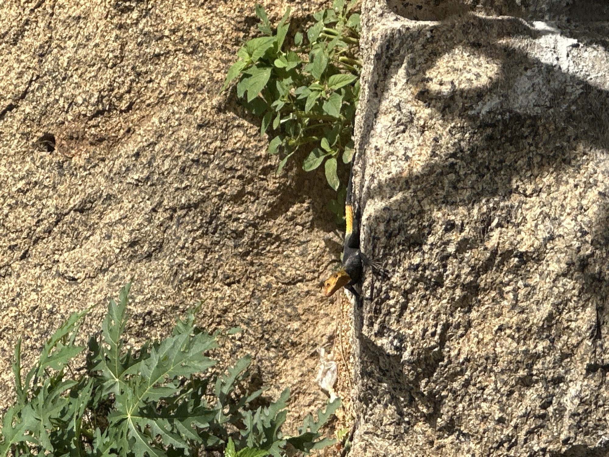 A lizard with yellow and orange on its head and yellow bands on its tail rests on a rock in a sunlit outdoor environment. The lizard is primarily dark colored with prominent bands of yellow across its back. It is facing towards the right of the frame, with its head slightly elevated. Behind the lizard, a rough, textured rock face dominates the background, with some green foliage to the left and right. In the lower foreground, a large, rough rock surface creates a natural platform. The scene appears to be located in Jos, Nigeria, where such rocky outcrops and lizards are common.