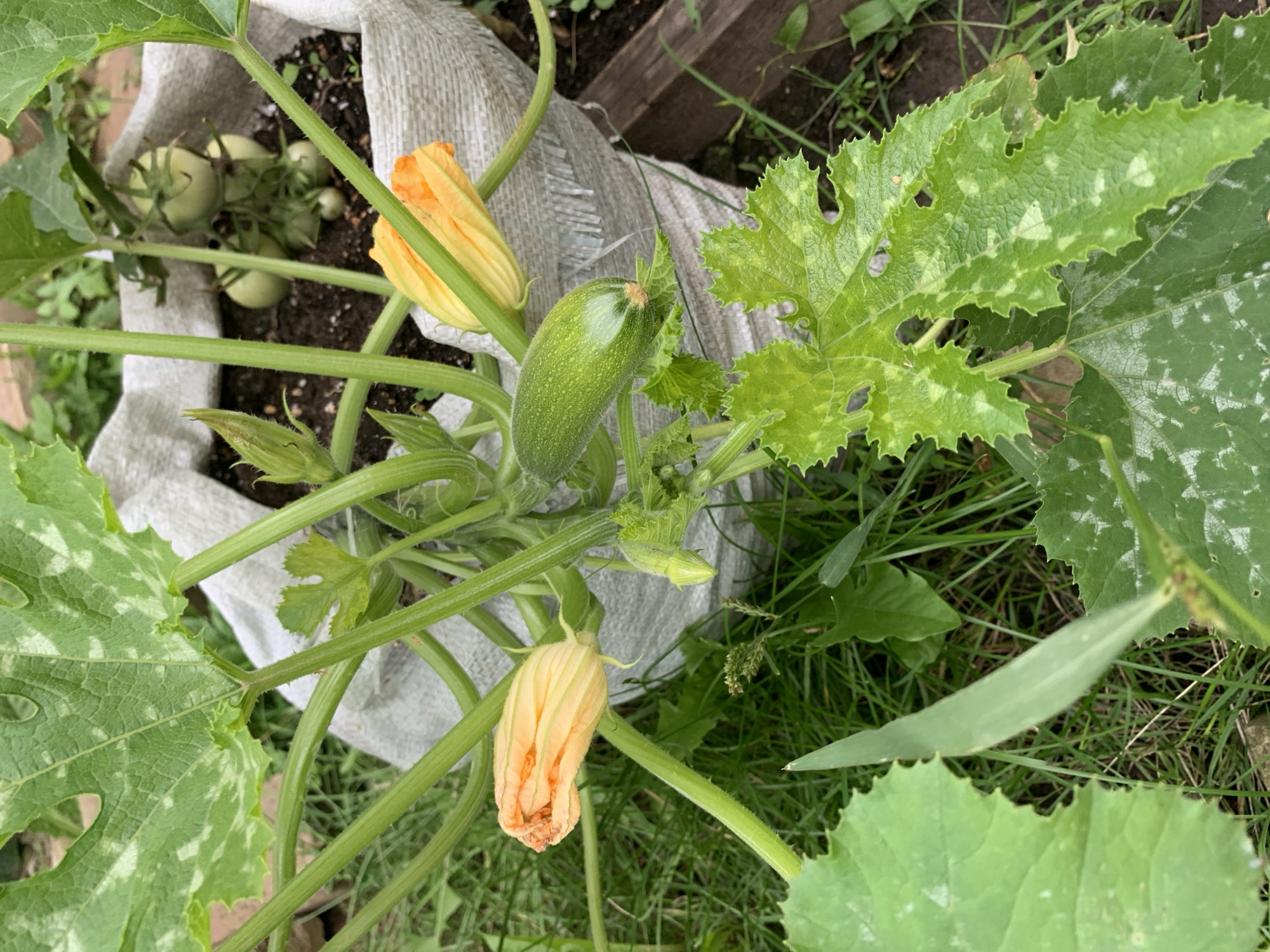 In a garden in Stolbishche, Russia, a close-up shot captures a growing zucchini plant. The plant is contained within a white fabric grow bag, with its vibrant green leaves and stems taking center stage. Several orange zucchini blossoms are visible, along with one developing green zucchini fruit. The leaves exhibit a mottled pattern of lighter green and white spots, possibly indicating a mild fungal issue or nutrient deficiency. In the background, out of focus, are some green tomatoes on a vine and the dark soil within the grow bag. The surrounding ground is covered in green grass and some dried leaves. The image is well-lit, suggesting it was taken during daylight hours.