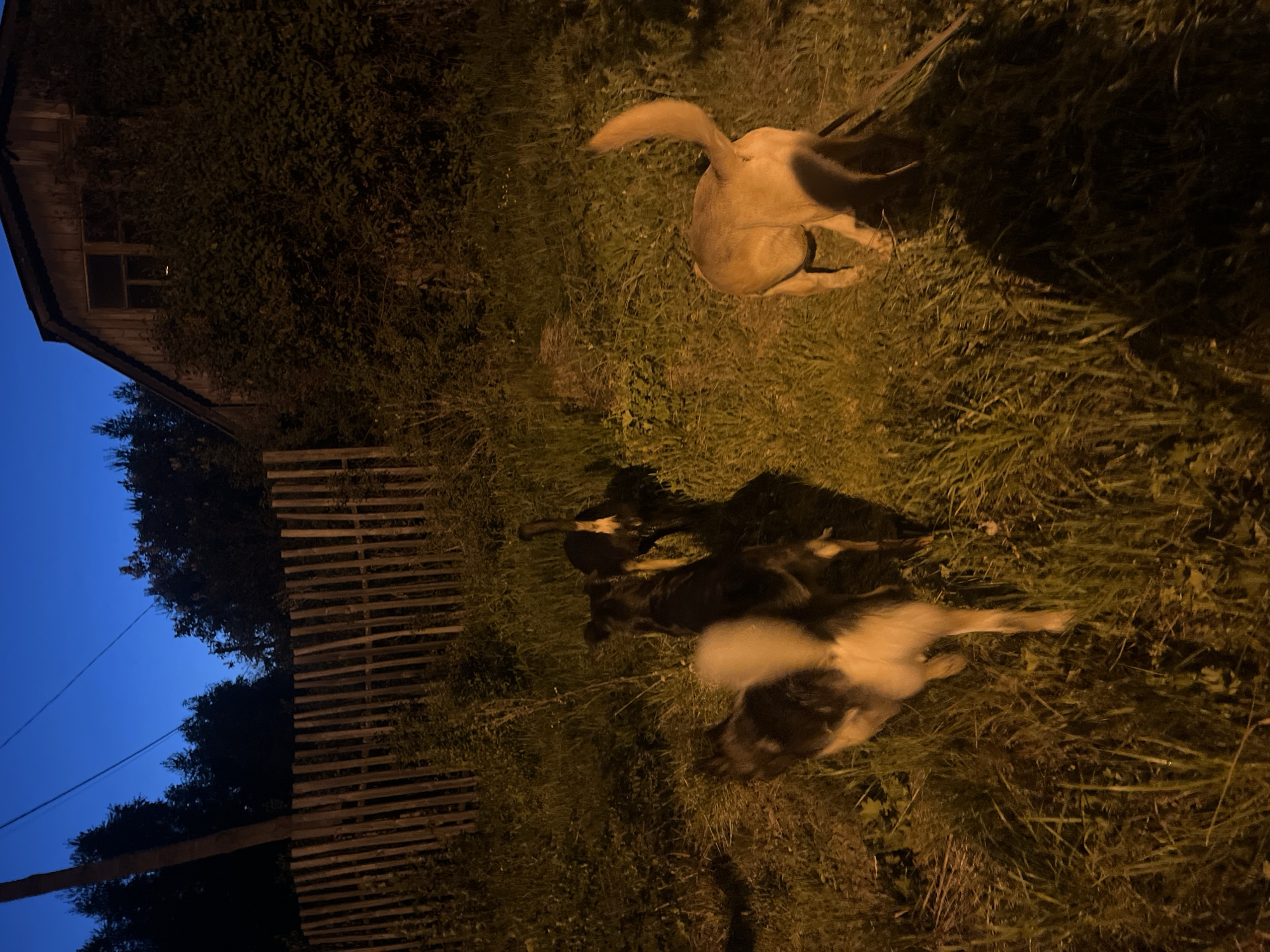 The image depicts an outdoor scene at night, likely in a rural or suburban area near Nizhny Tagil, Russia. A wooden building is visible in the background, partially obscured by foliage. A dilapidated wooden fence runs along the foreground. In the grassy area, there are two dogs. One dog, light brown in color, is facing away from the camera. Another dog, black and white, is lying down. The lighting is dim and suggests artificial illumination from an unknown source.