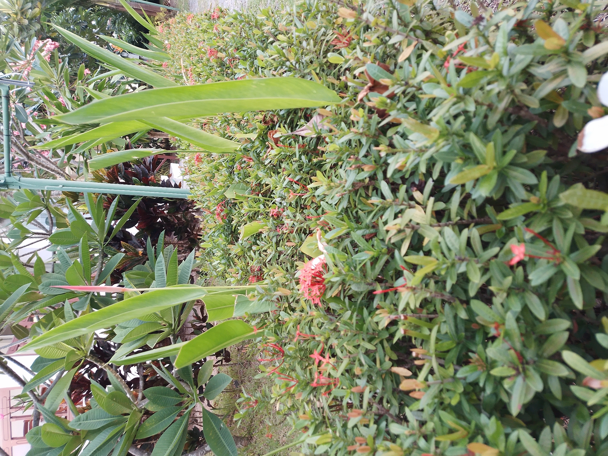 A medium-angle, eye-level shot depicts a dense, manicured hedge of Ixora coccinea plants in bloom, interspersed with broad-leafed plants and a few tall, green, blade-like leaves. The hedge is bordered by a paved walkway on the right. In the background, a building with wooden accents and a green metal pole are visible. The scene is set in Baan Mae Nam, Thailand.