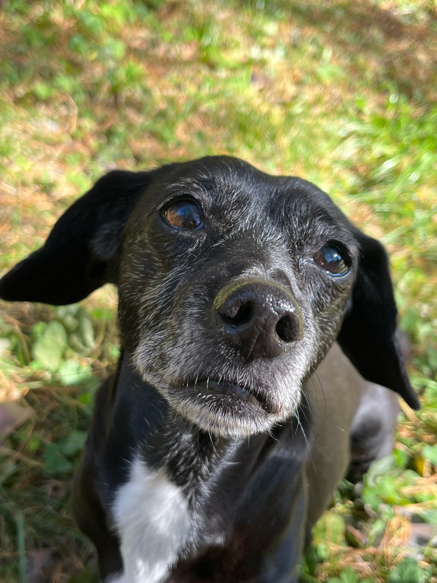 A close-up, high-angle outdoor portrait shows a black dog with a white patch on its chest. The dog's muzzle is graying, and its ears are floppy. The background is blurred, appearing to be grass and sunlight. The image does not contain any information that could be used to identify the city of Nizhny Tagil, Russia.