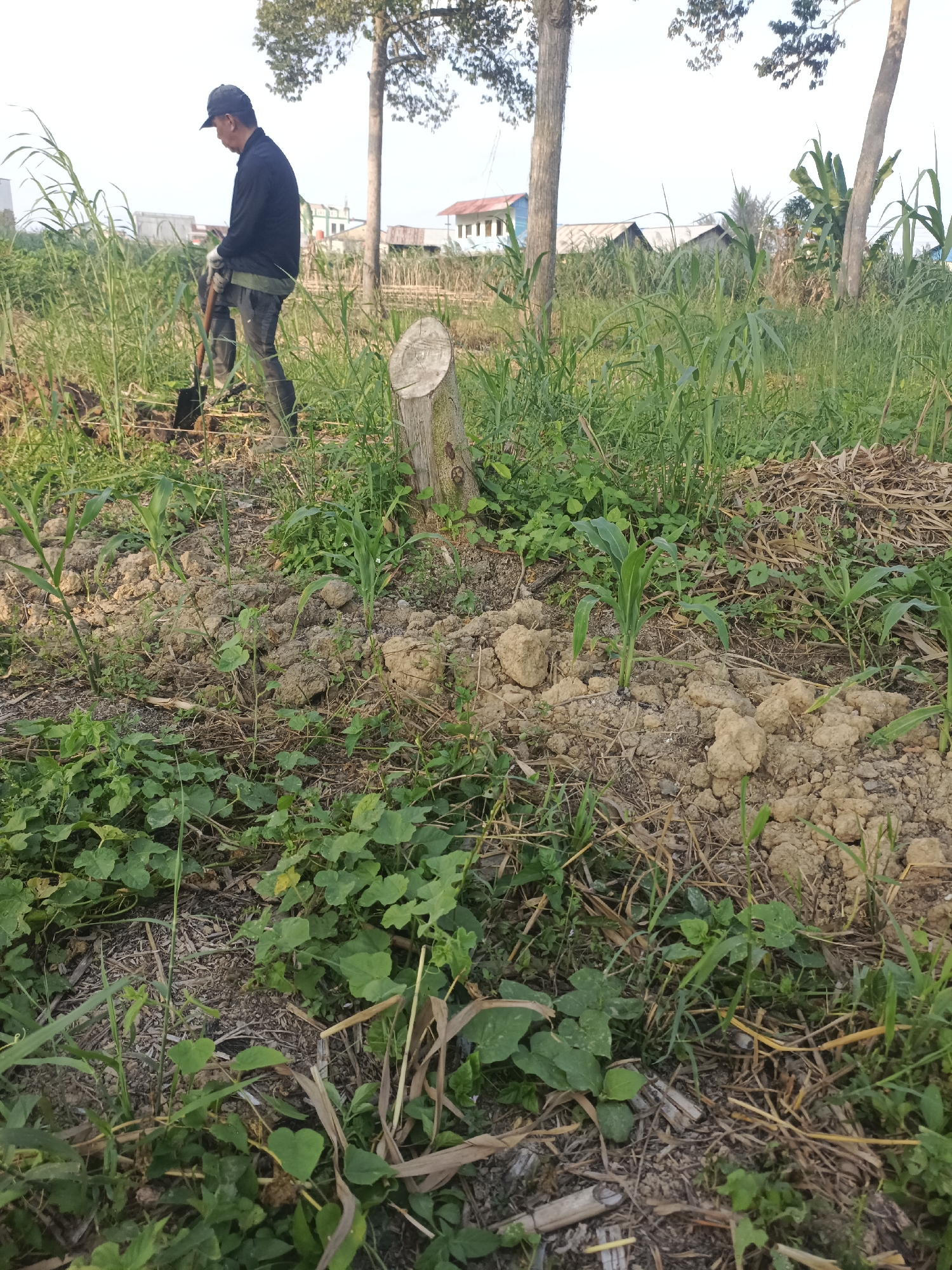 A person is digging in a field near the city of Sangatta, Indonesia. The person is wearing a black long-sleeved shirt, gray pants, and a black baseball cap. They are holding a shovel and appear to be working in the soil. The field is covered in tall green grass and some dry plant debris. In the background, there are trees and buildings, suggesting a rural or semi-rural setting. A tree stump is visible in the foreground. The sky is overcast.