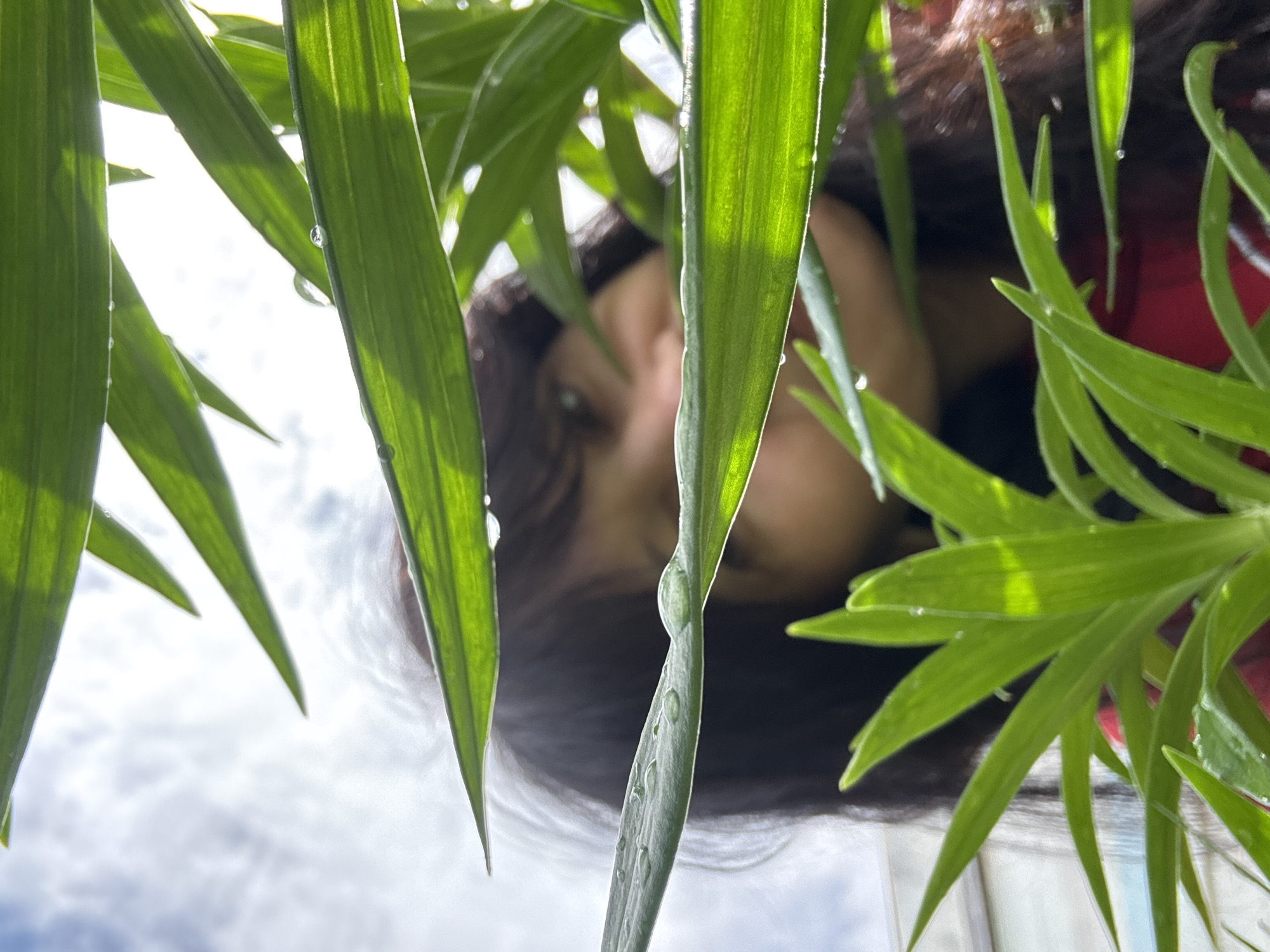 A low-angle shot shows a person partially obscured behind a plant with long, green, lanceolate leaves. The leaves appear wet with water droplets. Parts of the sky, appearing bright and cloudy, are visible behind the leaves and person. The person has dark hair and skin. A red garment is visible on the upper right. The location is unknown as the image lacks context clues about the location being in the city of Chaikovsky, Russia.