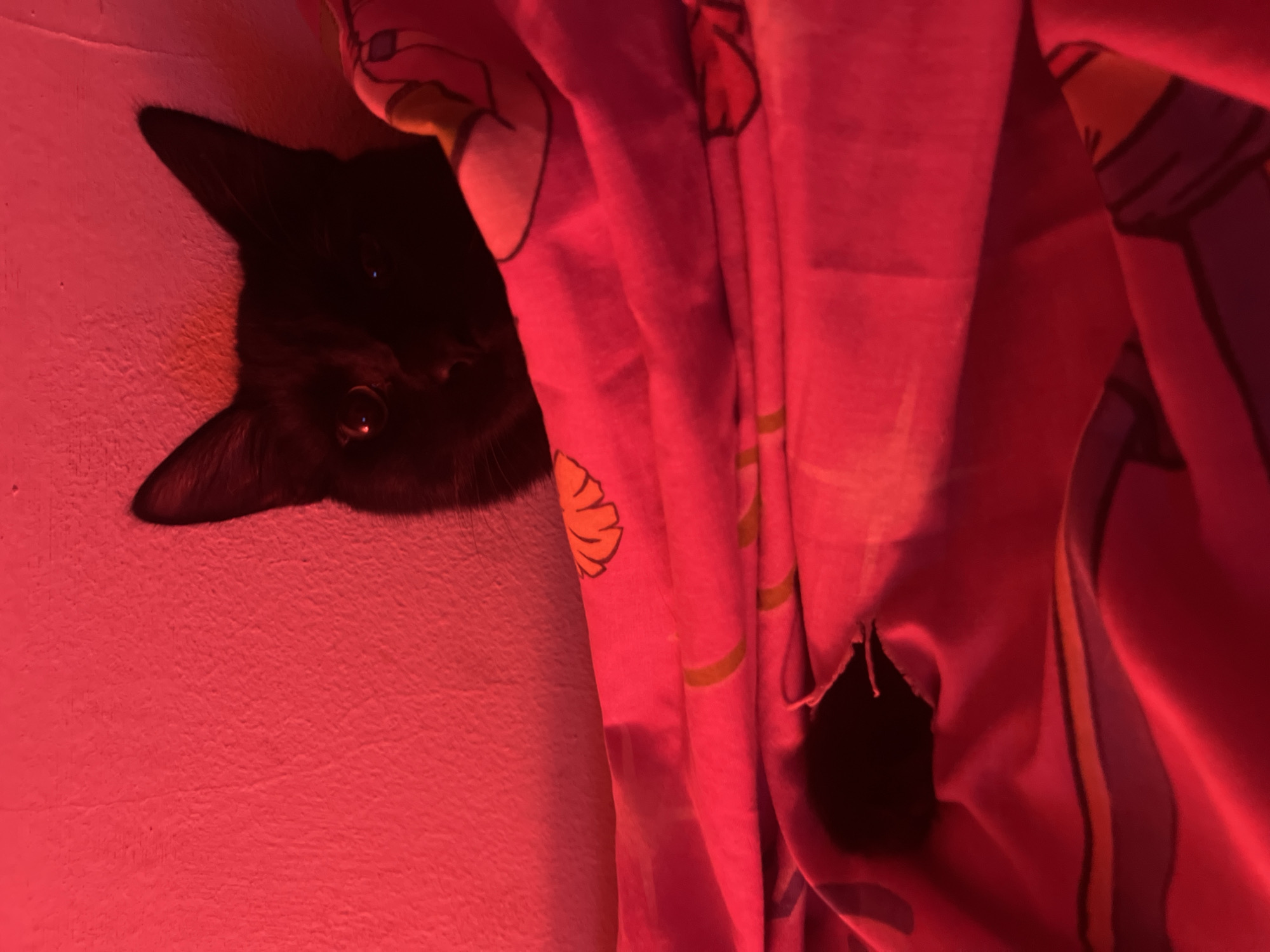 A black cat peers from behind a patterned, pink fabric with a hole in it, against a red-lit wall.