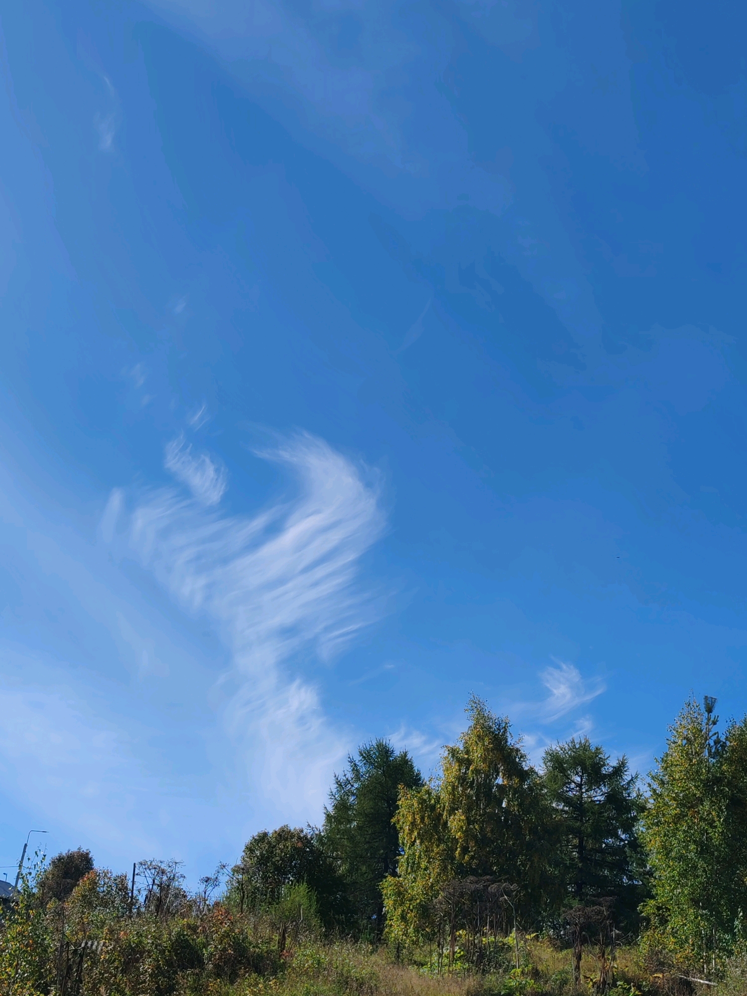 A panoramic view captures a clear, brilliant blue sky with wispy, white cirrus clouds stretching across the upper portion of the frame. The clouds exhibit a dynamic, swirling pattern, suggesting wind movement at high altitudes. Below the sky, a dense line of trees and vegetation forms the lower third of the image, creating a natural horizon. The foliage displays a mix of green and autumnal hues, with some trees showing yellow and brown leaves. In the distance, the terrain appears to be a gentle slope covered in grass and undergrowth. A few bare, dried plants are visible amongst the trees. The overall impression is a serene, natural landscape under a bright, clear sky. The location is identified as the city of Chukhloma, Russia.