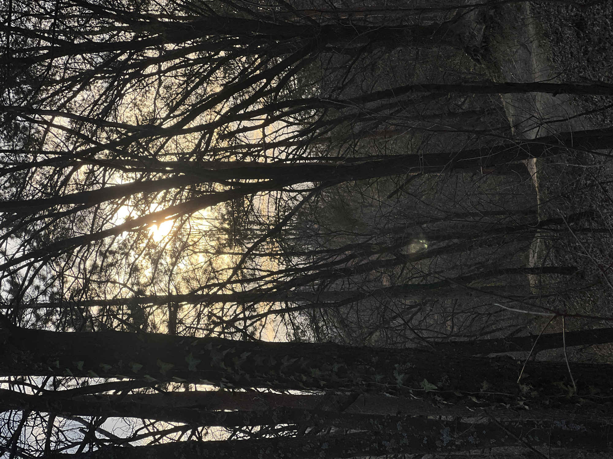 The image presents a densely wooded area, likely a forest or park on the outskirts of Sofia, Bulgaria, captured during either sunrise or sunset. The scene is dominated by numerous deciduous trees, mostly bare of leaves, creating dark silhouettes against a bright, low-angle sun positioned in the upper-middle right quadrant. The sun emits a strong, golden light, causing a lens flare effect and backlighting the entire environment.
Foreground elements include several thick tree trunks, appearing dark brown to black in the heavy shadow. One prominent trunk in the left foreground is visibly covered in climbing ivy. The mid-ground and background feature a multitude of tree branches forming a complex, dark network against the illuminated sky, which transitions from bright golden-yellow near the horizon to a lighter grey-blue overhead. The forest floor, visible in the lower half of the image, is covered with fallen leaves and sparse undergrowth. A dirt path or trail winds faintly through the scene, partially discernible in the mid-ground, particularly on the right side. No individuals, animals, or artificial structures are present. The overall lighting creates a high-contrast composition with significant areas of deep shadow and bright highlights.