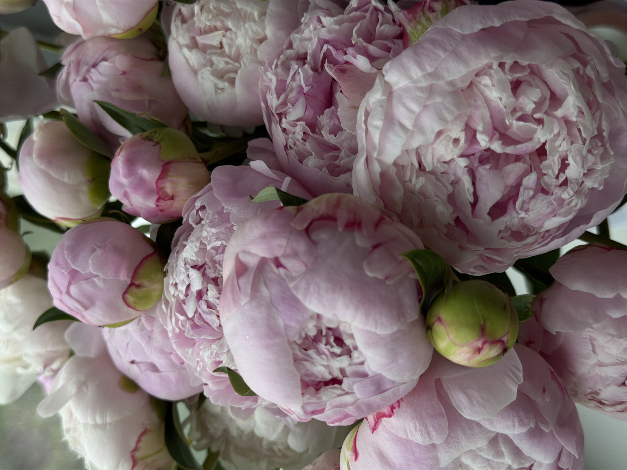 The image presents a close-up, top-down perspective of a dense cluster of multiple peony flowers and buds. The color palette is dominated by various shades of pink, ranging from delicate pale pink to medium rose, and white, complemented by vibrant green foliage and sepals.
Several peonies are depicted in full bloom, exhibiting numerous layered and ruffled petals that form a soft, voluminous structure. The inner petals of these open flowers often display a slightly deeper pink hue. Other peonies are partially unfurled, revealing the initial stages of petal expansion from a more compact form. Scattered among the blooming and partially open flowers are several tightly closed, spherical buds. These buds are primarily green, with visible pink coloration at their tips and along the edges of the developing petals. Small, clear water droplets are visible on the surface of some petals.
The background is uniformly soft and out of focus, appearing as a diffused, light-toned area that provides no specific environmental context beyond suggesting an indoor setting or a controlled, shallow depth-of-field shot. No individuals are present within the frame, and no specific actions or interactions are depicted.
Regarding the location in the city of Chaikovsky, Russia, the image contains no visual elements, such as landmarks, signage, or specific environmental features, that would allow for its geographical identification or placement within any specific city.