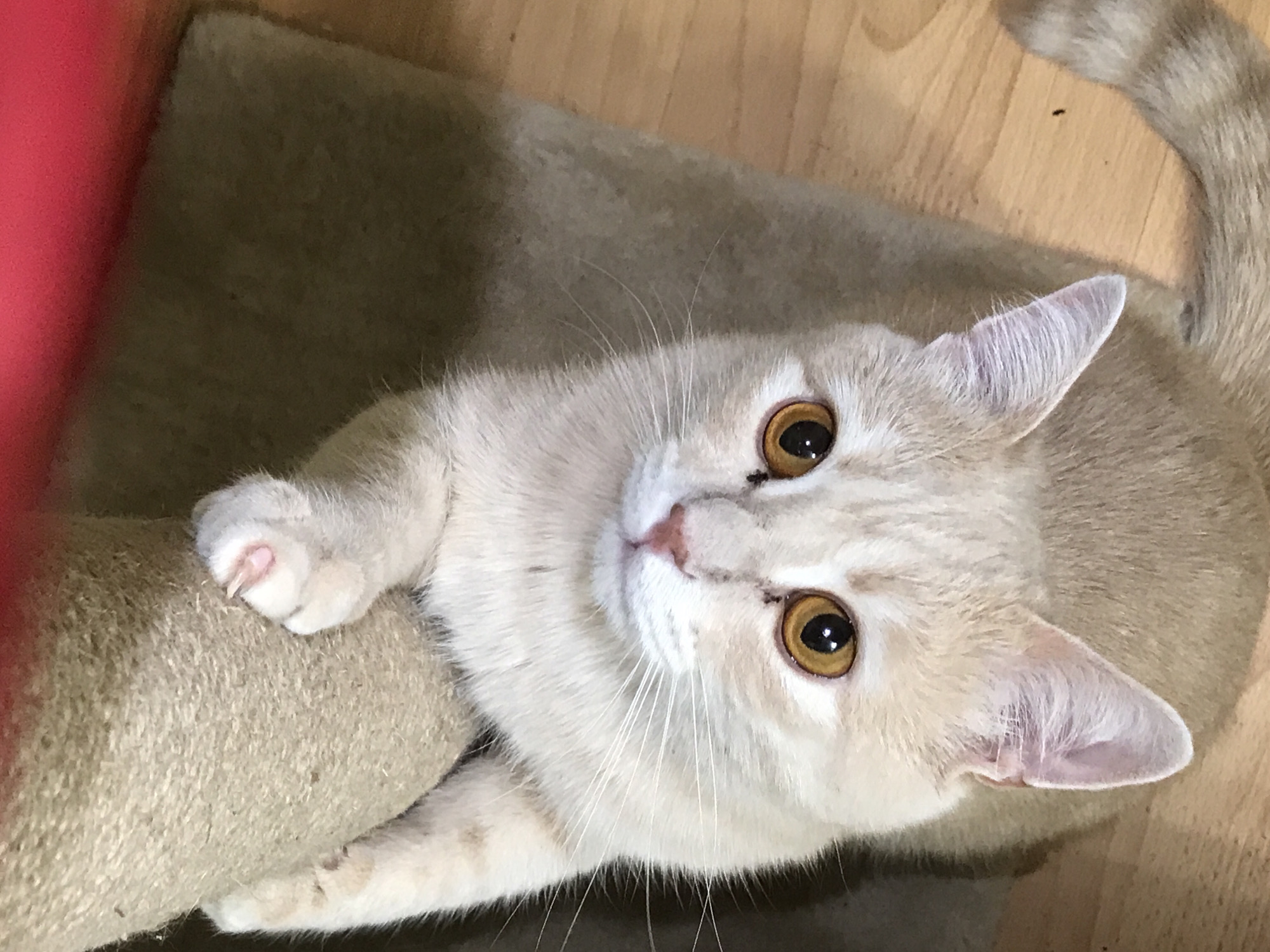 A light-furred cat with amber eyes is resting on a tan-colored, rope-wrapped post. The cat's left paw is gripping the post. The background consists of a tan blanket and a light-colored wooden floor. A red cylindrical object is visible on the left side of the frame. The location is likely indoors. There is no indication of being in the city of Perm, Russia.