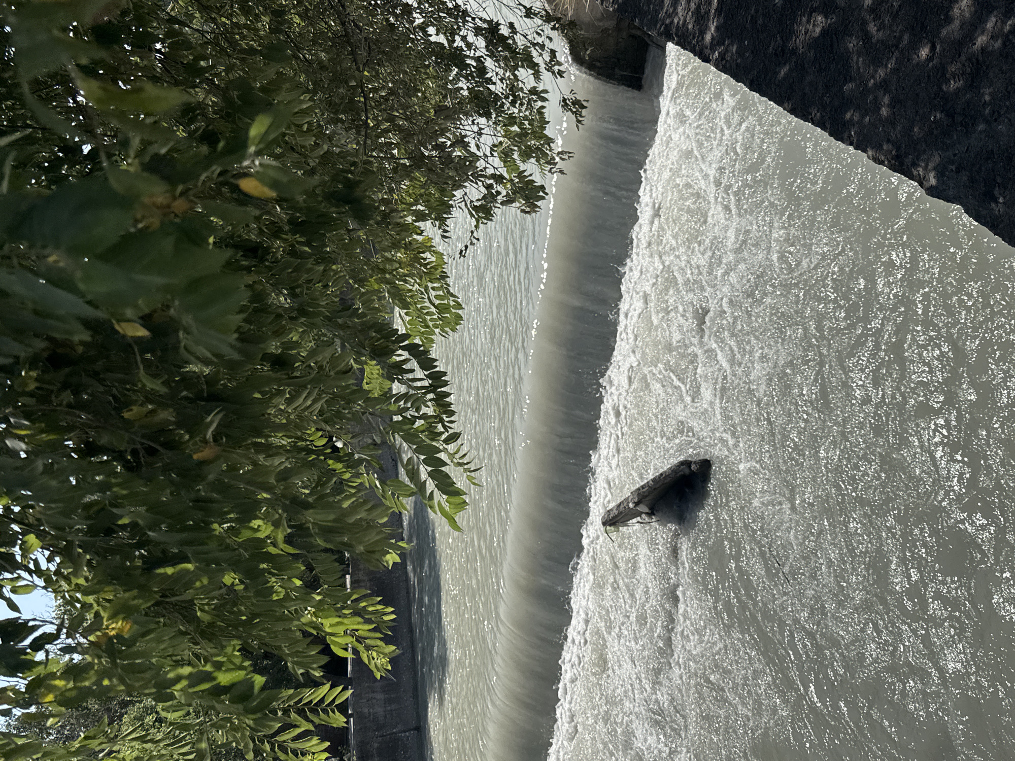 A man-made waterfall cascades over a concrete weir in a river. The water is a murky, light gray color, and is churning vigorously at the base of the weir. A dark, waterlogged piece of wood, possibly a log, is lodged in the turbulent water in the foreground. The riverbanks are lined with concrete walls. Lush green leaves from an overhanging tree cast dappled shadows on the scene. The sky is bright and clear. The location is the Ala-Archa River, Bishkek City, Kyrgyzstan.