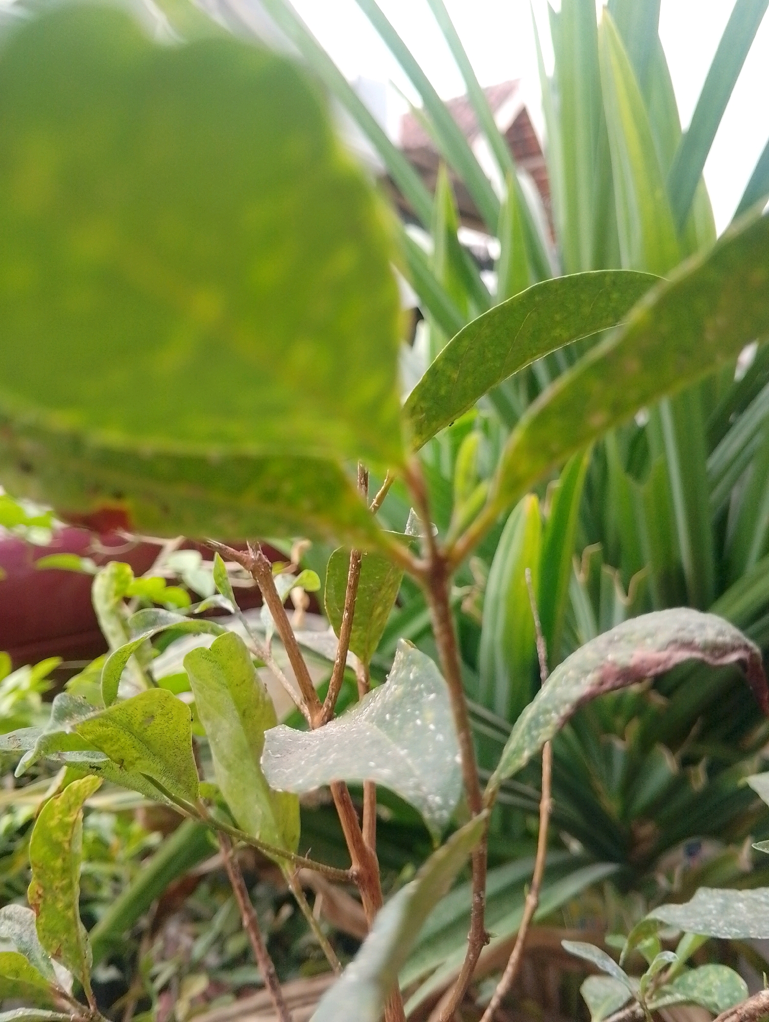 The image is a close-up, slightly blurred, eye-level outdoor shot of green plant leaves and stems. The focus is on several leaves of varying sizes, some with visible veins and a speckled texture. The background is filled with more green foliage, appearing to be taller, more blade-like leaves, and some hints of brown stems. A blurred structure resembling a roofline with terracotta tiles is visible in the upper right background. The overall impression is of a natural setting, possibly a garden or a park, with the sunlight creating bright highlights on the leaves. The provided hint locations indicate the image was taken in Kendalrejo, Indonesia.