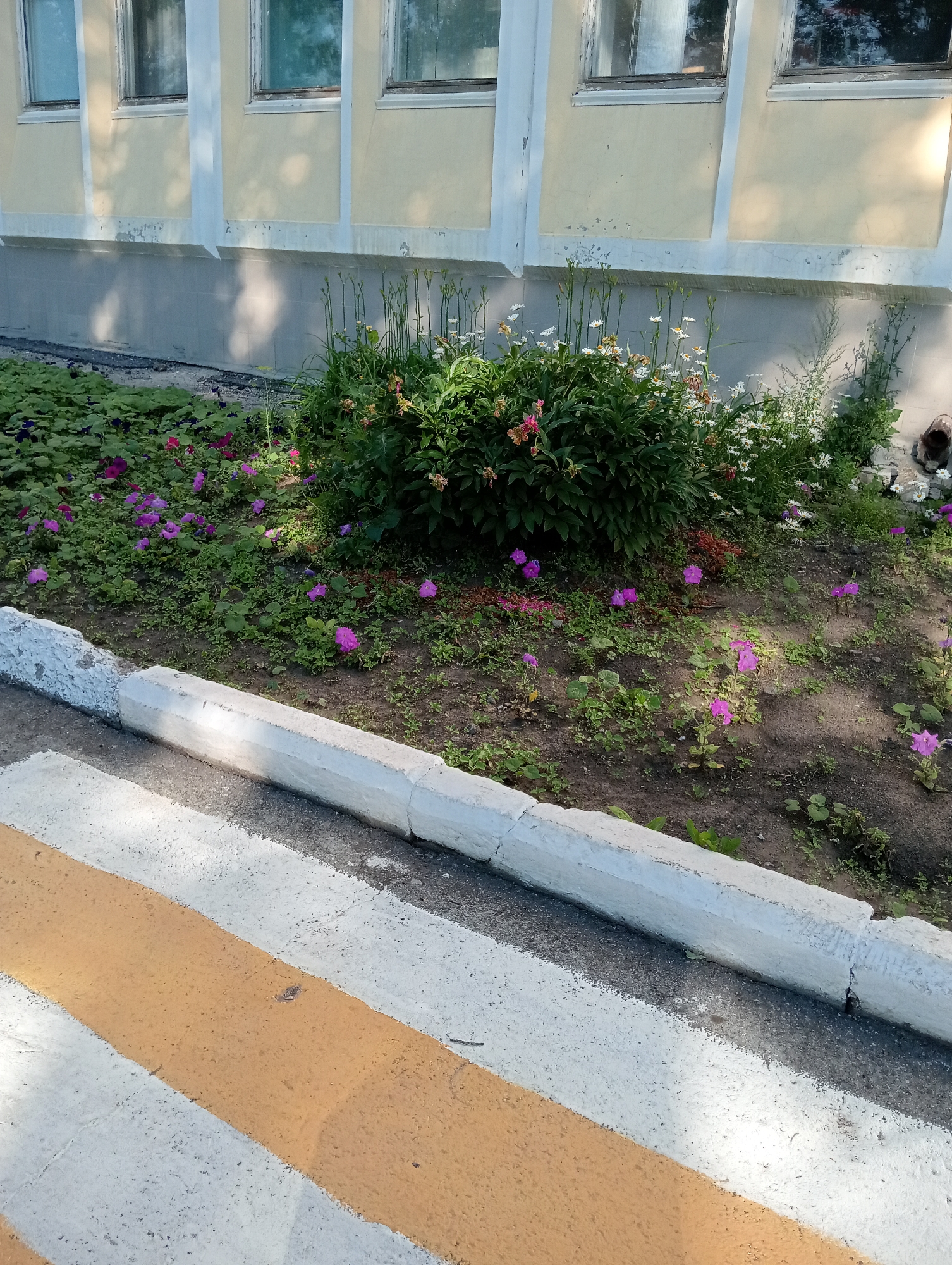 The image shows a flower bed in front of a building with yellow siding and white trim. The flower bed contains various plants and flowers, including some pink and purple petunias, and white daisies. The ground is covered in dark soil with some patches of green foliage. In the foreground, there is a white concrete curb with yellow and white stripes painted on it, suggesting it is part of a crosswalk. The building has multiple windows that reflect the surrounding environment. The scene appears to be outdoors during the daytime, with shadows cast on the ground and building from what appears to be tree foliage.