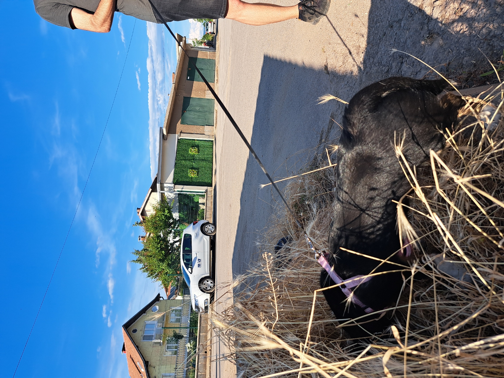 A person, with their legs visible from the knee down, stands on a paved surface. They are wearing a dark t-shirt, dark shorts, and dark sneakers. A black dog, lying down in dry grass, is on a leash held by the person. The dog is wearing a pink collar. In the background, there is a white car with "TRACE" written on its side. Further back, there are several buildings, some with green doors and decorative green panels. The scene is bathed in sunlight, suggesting it is daytime, and the sky is a clear blue with a few wispy clouds. The environment appears to be a residential or semi-industrial area with a mix of buildings and open ground. The overall impression is a casual outdoor scene, possibly a walk in a neighborhood.
