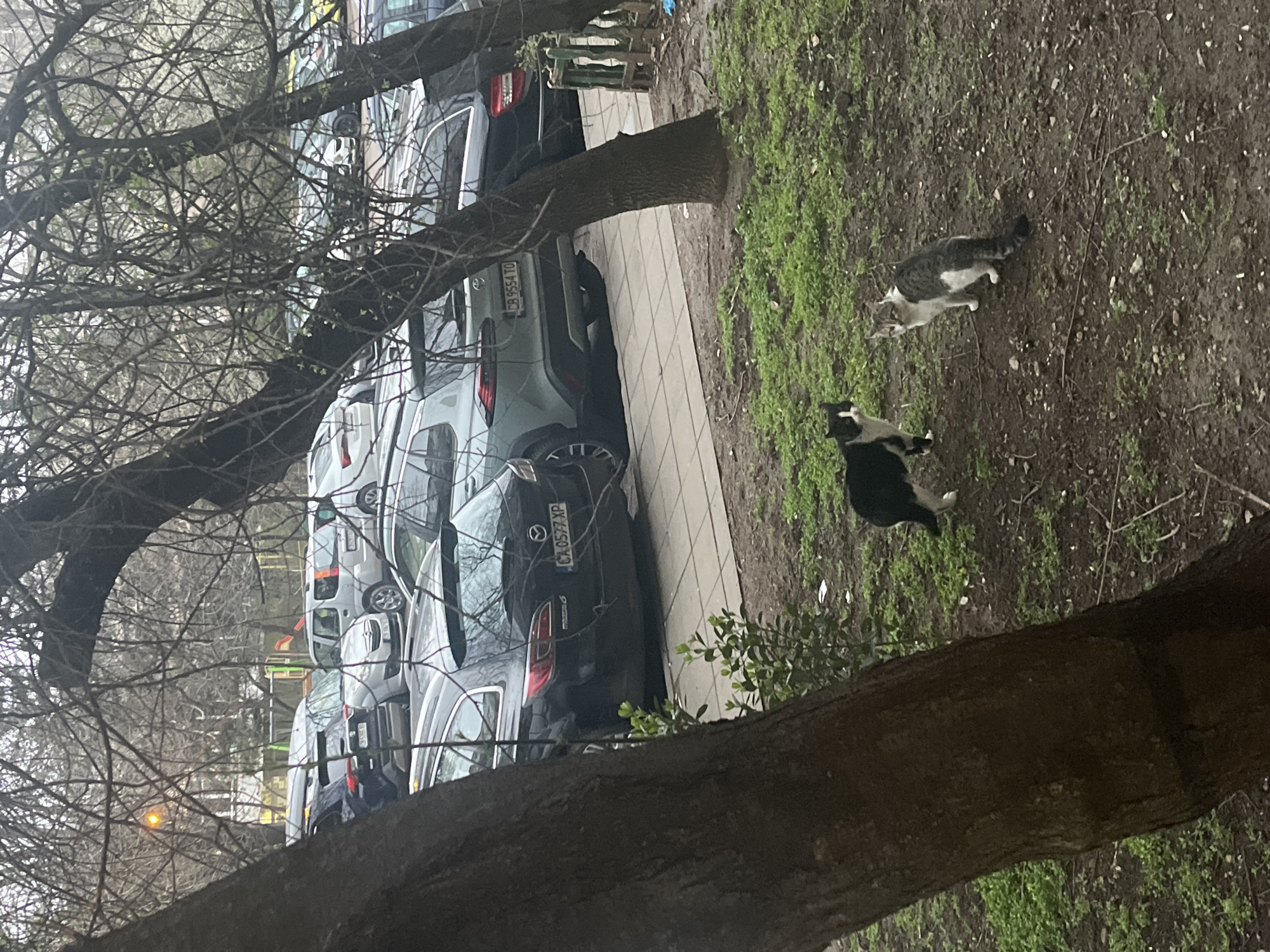 The image shows an outdoor scene, likely in Sofia, Bulgaria, judging by the license plates visible on the parked cars. The foreground is dominated by tree branches, both bare and with some budding leaves, framing the view.
A row of parked cars occupies the left side of the frame, parallel to a tiled sidewalk. Several car license plates are partially visible, with one being clearly legible: "CB 9554 TO" and another one "CA 0577 XP".
To the right of the sidewalk, there is a patch of earth with sparse green vegetation. Two cats are present in this area. One is a tabby cat lying on its side, and the other is a black and white cat standing nearby. The environment appears damp and overcast.