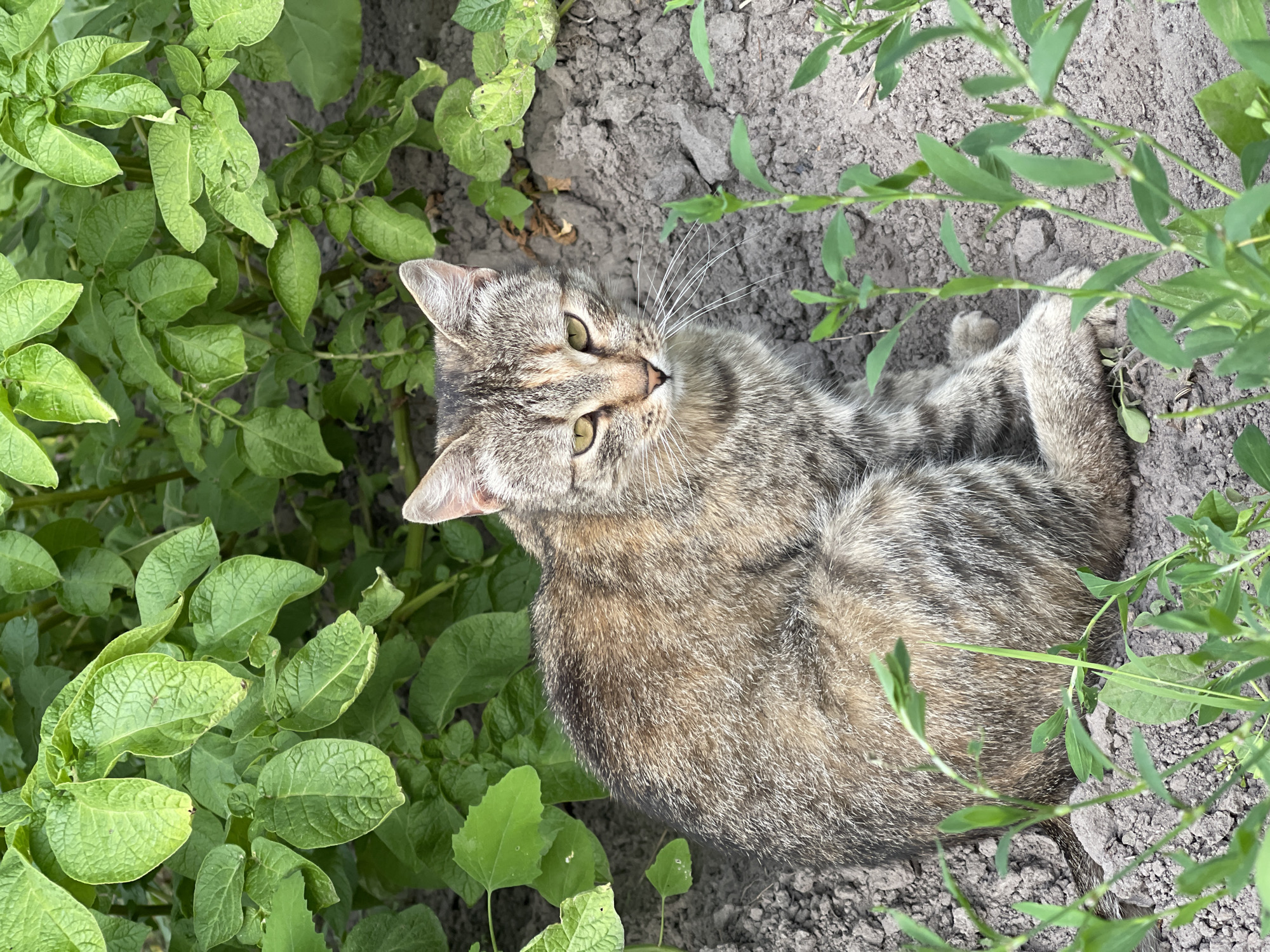A domestic shorthair cat with brown and grey tabby markings lies on the dirt among green plants. The cat is positioned on its back with its paws in the air, facing the camera. Its eyes are a bright green, and its whiskers are long and white. The plants surrounding the cat appear to be potato plants, with large, textured green leaves. The dirt is dark and loamy, with some small pebbles and dried leaves visible. The lighting suggests it is daytime, and the shadows are not harsh, indicating it might be overcast or early morning/late afternoon. The cat appears relaxed and comfortable in its surroundings. There is no visible text in the image.