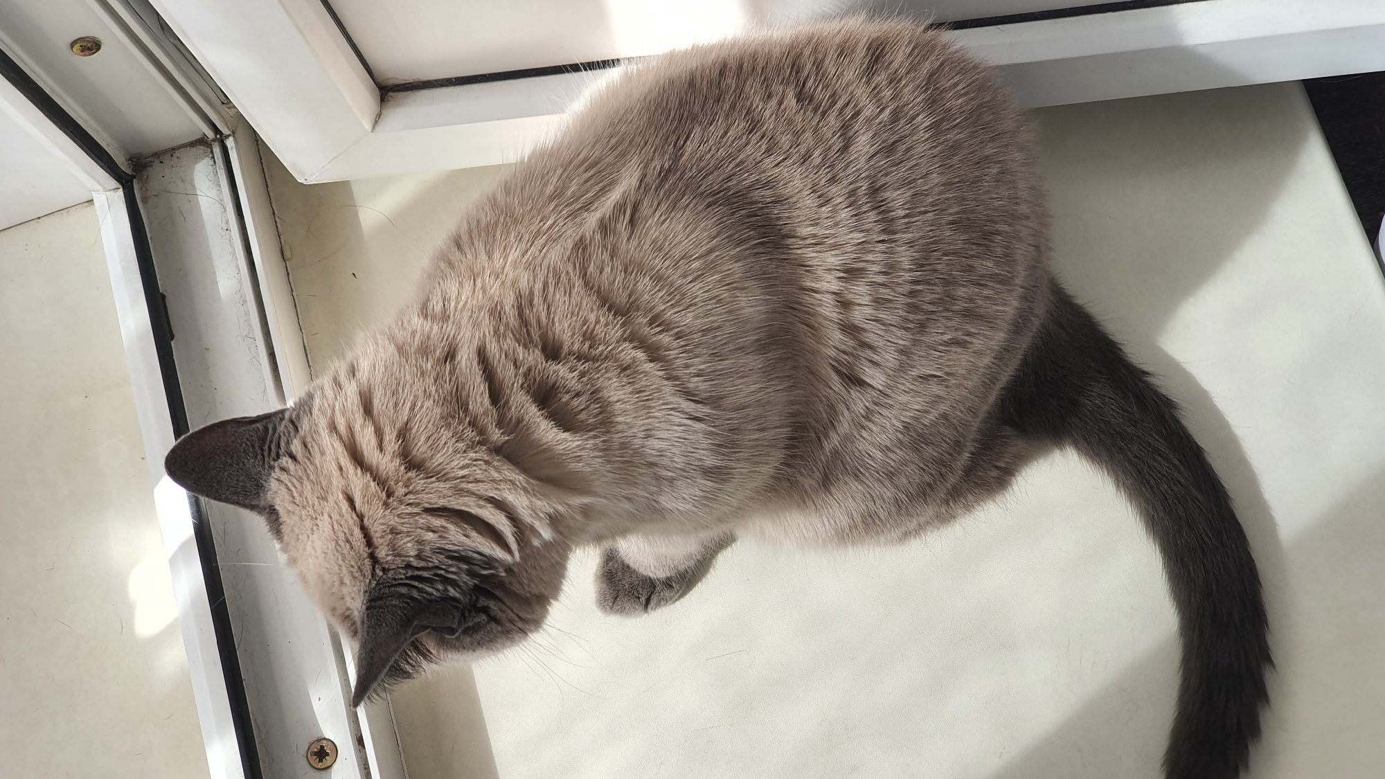 A top-down, medium shot shows a gray Siamese cat sitting on a white windowsill, facing left. The cat is viewed from behind its head, with its body and tail angled to the right. Sunlight illuminates the cat's fur and casts a shadow to its left. The windowsill is framed by white window trim. The background includes part of a window frame and a screw. The image is located in Krasnoyarsk, Russia.