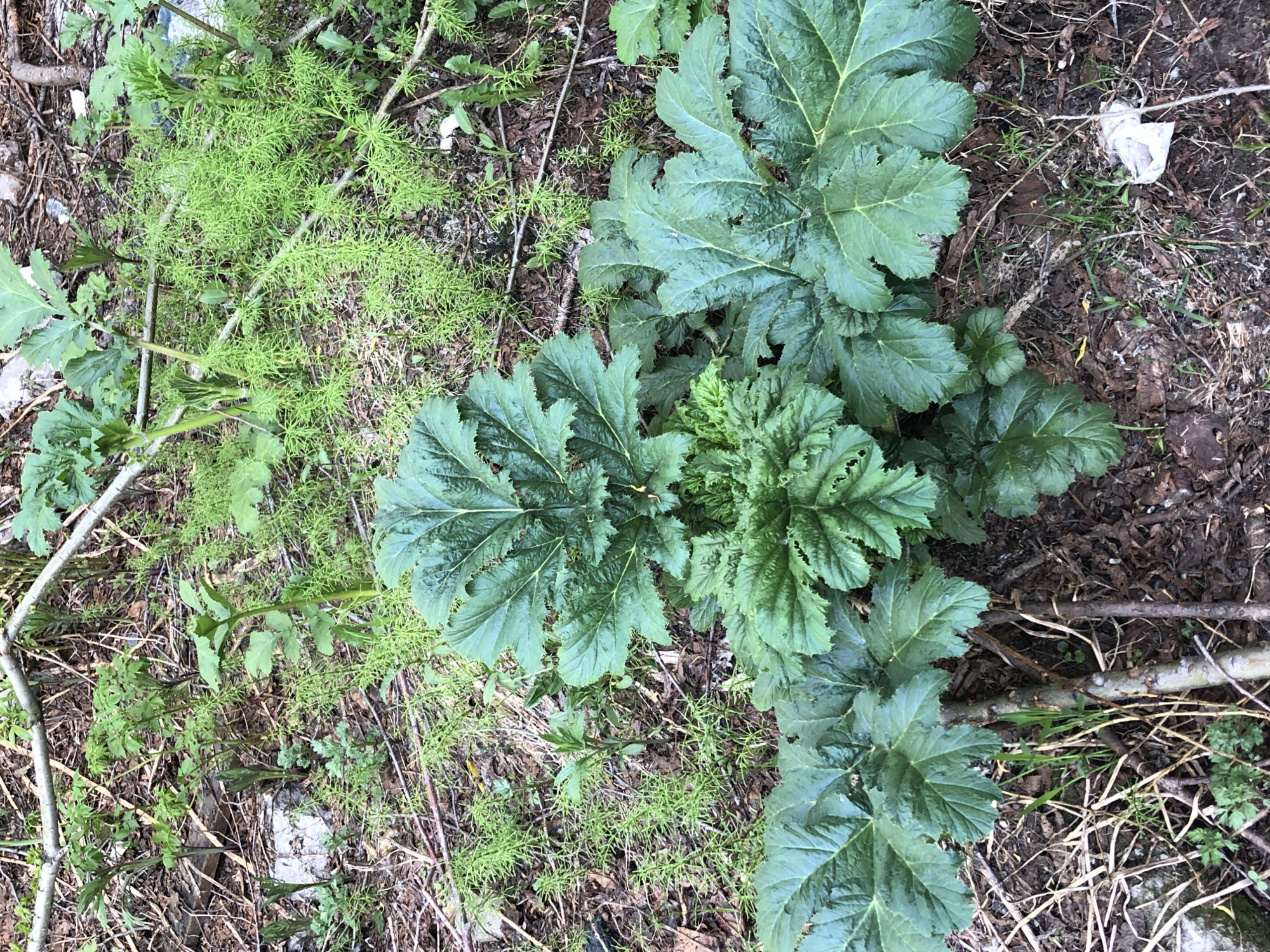 The image depicts a patch of ground with various plants in what appears to be a natural or semi-natural environment. In the foreground, there are large, deep green, deeply lobed leaves, characteristic of a large herbaceous plant such as a hogweed species. These leaves are spread out close to the ground. Behind and interspersed with these larger leaves are clusters of delicate, bright green, feathery foliage, likely a smaller plant. The ground is covered with a mix of dry brown leaves, twigs, and some small stones. The overall impression is of a shaded, possibly damp, area with a diverse range of vegetation.
The image was taken on May 29, 2023, in Petropavlovsk-Kamchatsky, Russia. The specific location within the city is an undeveloped area, likely a natural or semi-natural habitat such as a forest edge, ravine, or undeveloped parkland. There are no people, structures, or any other human-made objects, other than a small piece of white debris visible in the lower right corner, which is difficult to identify precisely from the image. The vegetation suggests a temperate climate with recent growth.