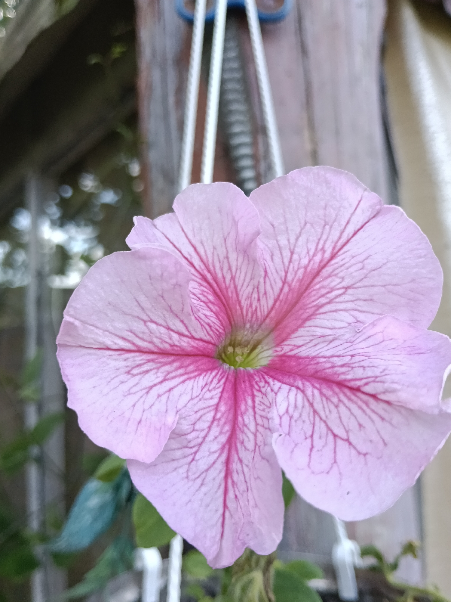 A light pink petunia flower with darker pink veins is in full bloom, its petals unfurling outwards from a lime green center. The flower is captured in a close-up, vertical shot, with its face angled slightly to the left. In the background, out of focus, is a wooden post with a textured surface, and what appears to be a window with a blurred reflection of greenery and light. Hanging chains or ropes are visible at the top of the frame. The overall setting suggests an outdoor environment, possibly a garden or patio in the village of Krasnyy Mayak, Russia. There are no people or animals present in the image.