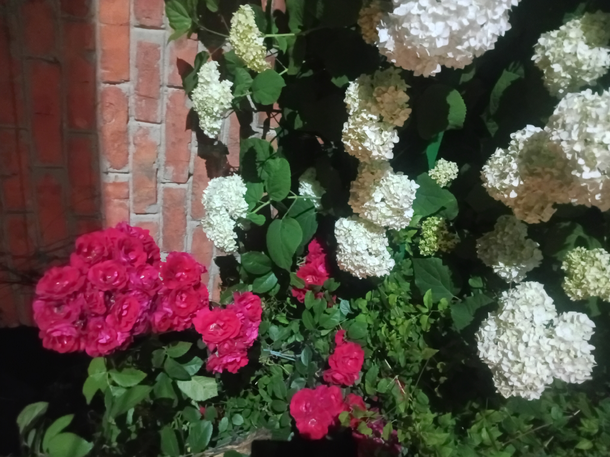 A cluster of vibrant pink roses stands out against a backdrop of green foliage and a textured red brick wall. To the right, large, fluffy white hydrangeas create a soft contrast. The image appears to be taken outdoors at night or in low light conditions, indicated by the darkness in the upper left corner and the illumination of the flowers. The scene is static and shows no people or discernible actions. The setting could be a garden or yard in the city of Bohodukhiv, Ukraine, given the provided context.