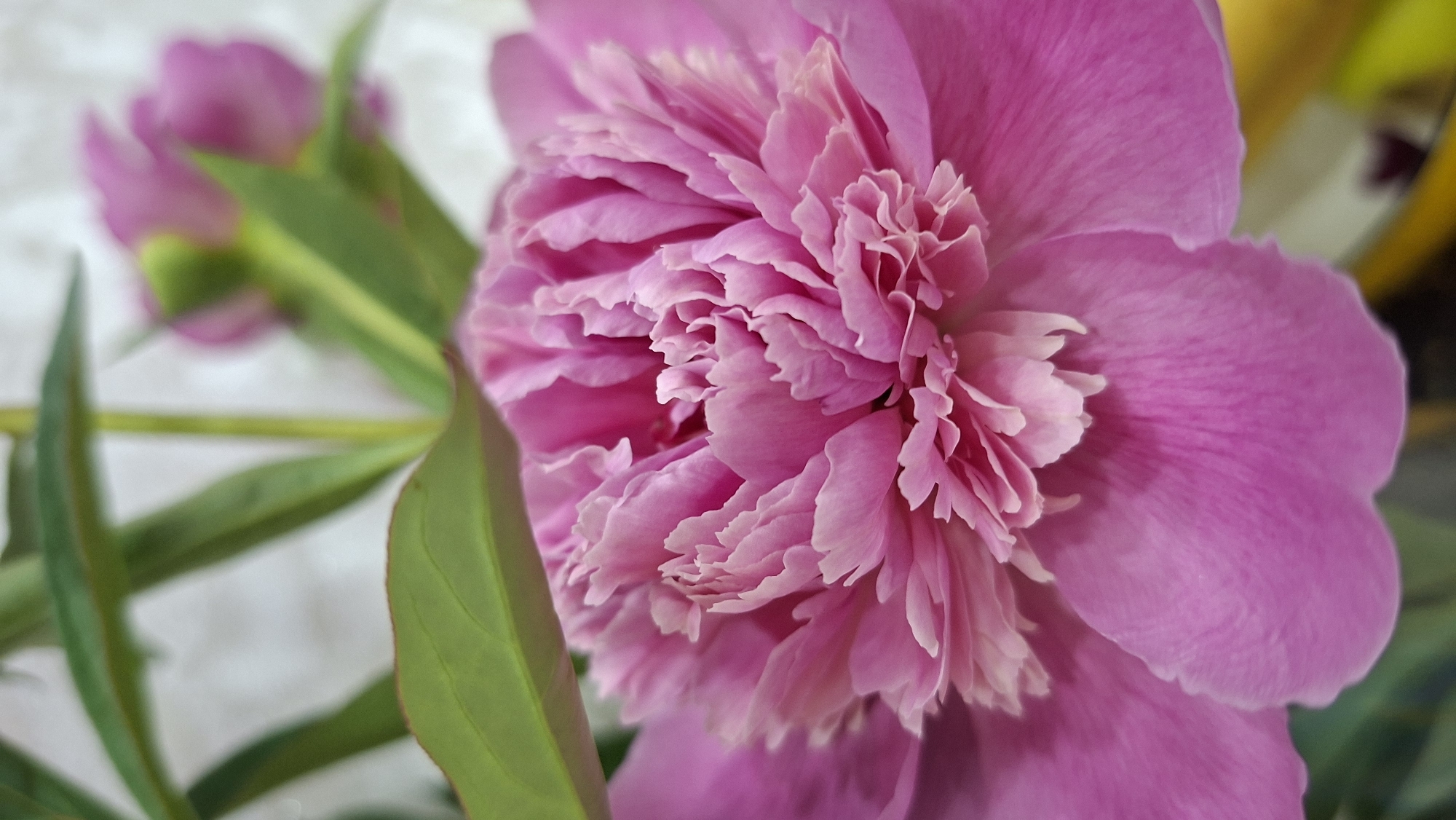 The image is a close-up photograph of a vibrant pink peony flower. The petals are intricately layered and ruffled, creating a soft, textured appearance. Green leaves are visible in the upper left portion of the frame, adding a touch of contrasting color. The background is softly blurred, with hints of a light-colored wall and possibly other foliage or flowers. The lighting highlights the delicate details of the peony's petals. The image is a still life and does not depict any specific location within the city of Chaikovsky, Russia.