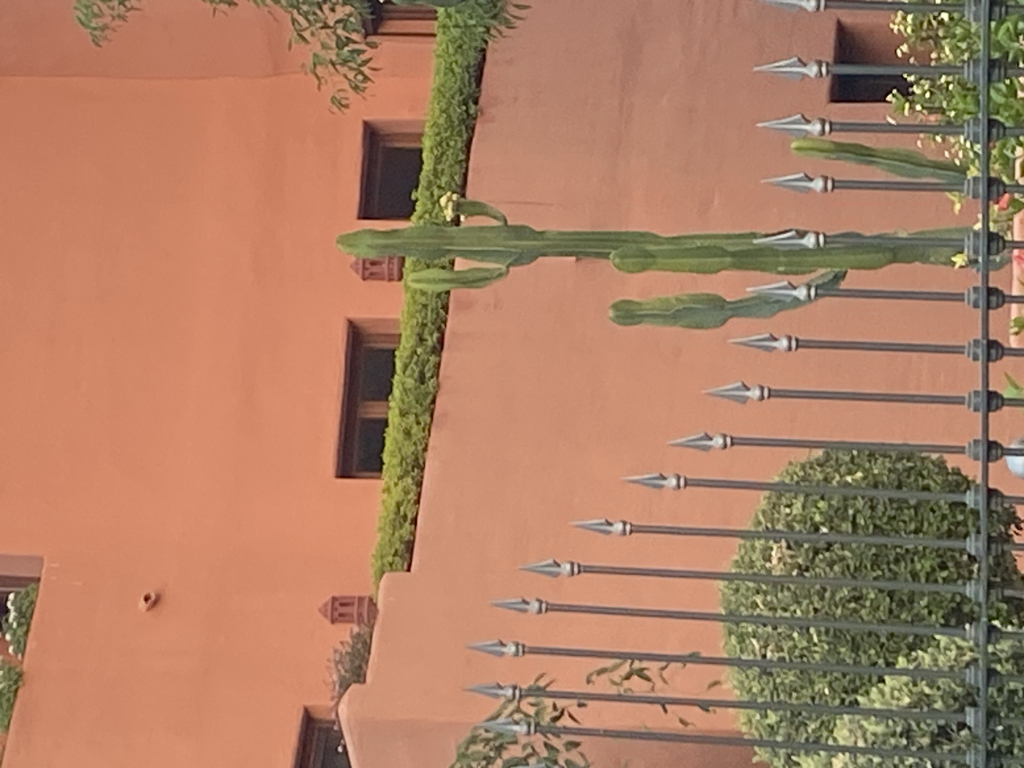 This media file captures a section of an exterior wall with a terracotta or ochre hue, likely a building in Estepona, Spain. The wall features several rectangular windows with dark frames, some partially obscured by greenery. A prominent element is a tall, segmented cactus, its green stems extending horizontally across the frame. In front of the cactus and the wall, a decorative metal fence with pointed finials runs horizontally, creating a visual barrier. Behind the fence, lush green bushes are visible, suggesting a garden or manicured landscape.
The scene appears to be set during daylight, with soft lighting that doesn't cast harsh shadows, indicating it could be morning or late afternoon. The overall impression is one of a peaceful, outdoor environment, possibly a courtyard or a residential exterior. There are no people or animals visible. The architectural style, with the terracotta walls and the style of the windows and fence, hints at a Mediterranean or Spanish influence. No text is visible in the image.