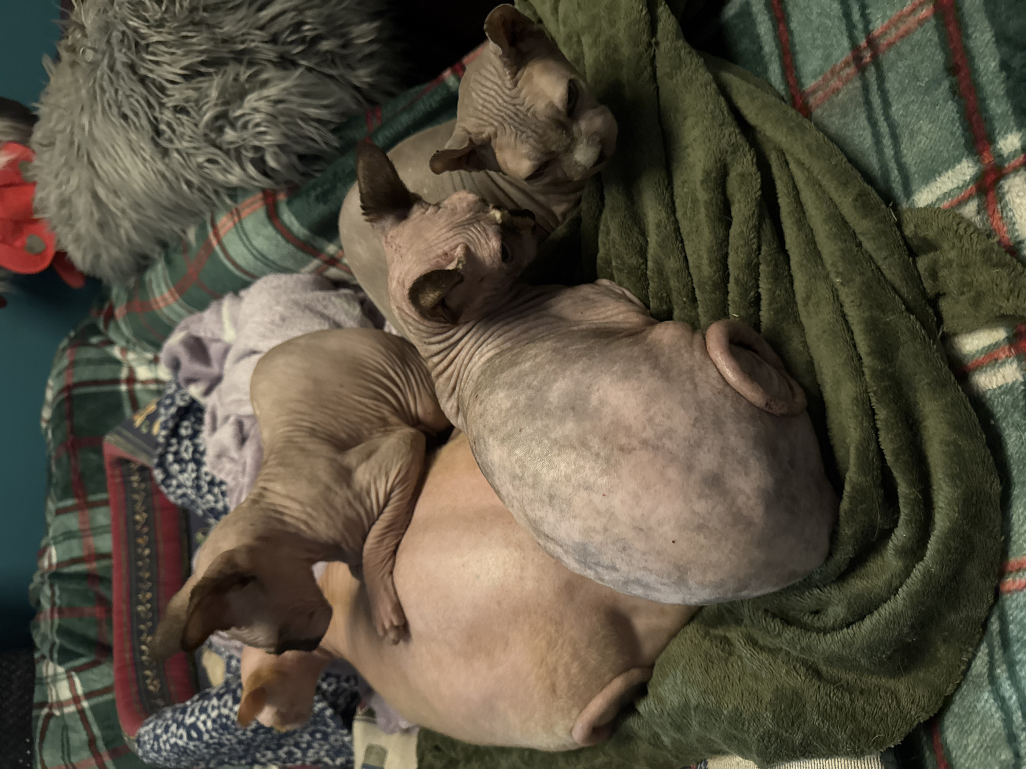 In a dimly lit indoor setting, four Sphynx cats are napping together on a pile of blankets, which are spread over a plaid surface. The cats, with their characteristic wrinkled skin and large ears, are positioned in a cuddled group. One cat is lying on its back, appearing to be the largest of the group, with another cat resting on top of it. Two other cats are nestled beside them. The blankets are a mix of textures and colors, including a soft green fuzzy blanket and a plaid blanket with green, red, and white patterns. The background is slightly out of focus, showing more blankets and what appears to be a grey, furry object, possibly a pillow or toy. The overall scene conveys a sense of warmth and comfort.