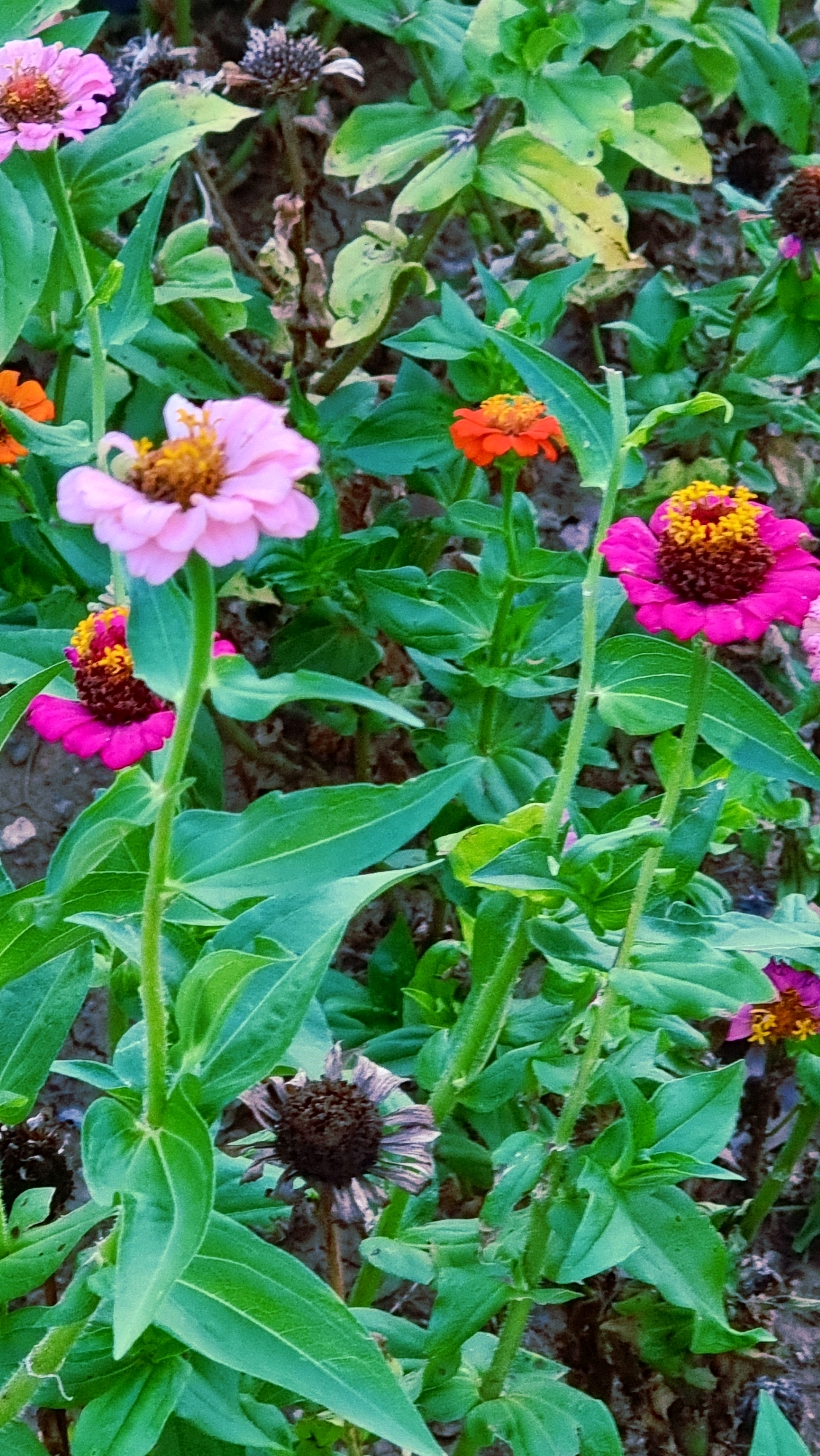The image displays a close-up view of a flower bed filled with zinnias of various colors, including pink, magenta, and orange. The flowers are in different stages of bloom, with some in full bloom and others appearing to be wilting or past their prime. The green foliage of the plants is lush and abundant, creating a vibrant backdrop. The background is blurred, suggesting a shallow depth of field, and appears to be a garden setting. No people are present in the image. The scene is consistent with a well-maintained garden, possibly in a public space or private residence. The location is specified as Sant Joan Les Fonts, Spain.