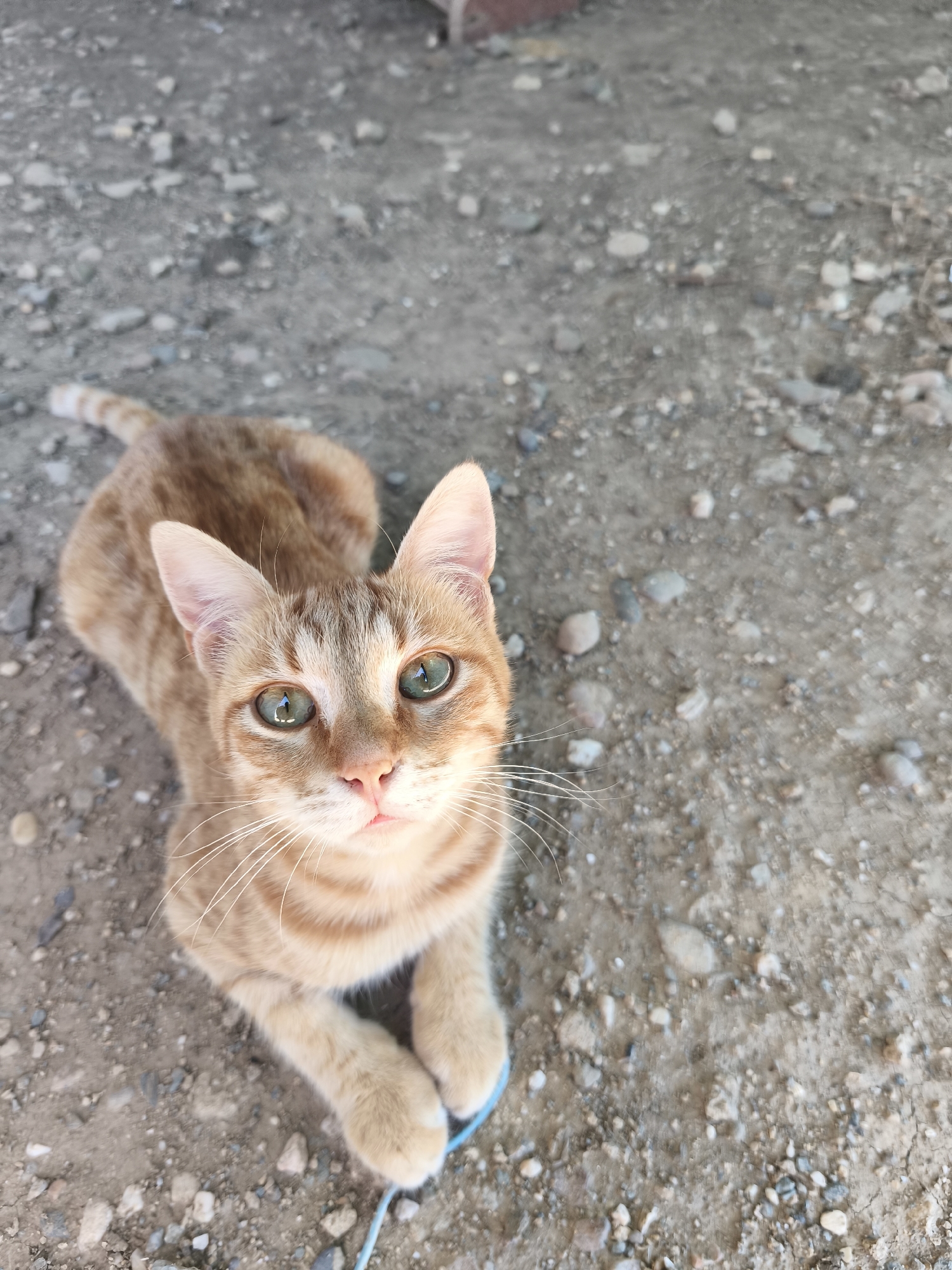 An orange tabby cat with bright green eyes is lying on a gravelly surface. The cat is looking up at the camera with its ears perked. A thin blue string is loosely wrapped around the cat's front paws. The background consists of dirt and small stones, indicative of an outdoor environment. The setting is described as being in the village of Leninske, Ukraine.