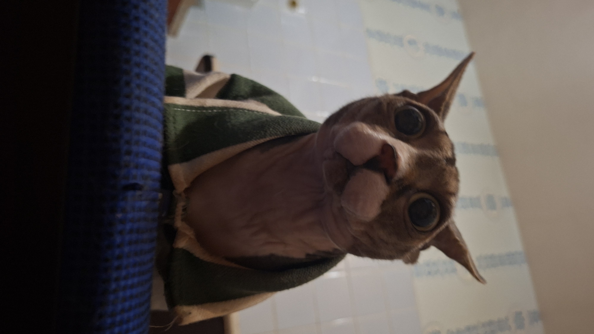 A close-up, angled photograph captures a hairless cat, possibly a Sphynx, wrapped in a green and beige striped garment. The cat faces the camera with wide, round eyes and prominent ears. A blue object is partially visible on the left side of the frame. The background features a white tiled wall. The location is Забалоцкі сельскі Савет, Belarus.
